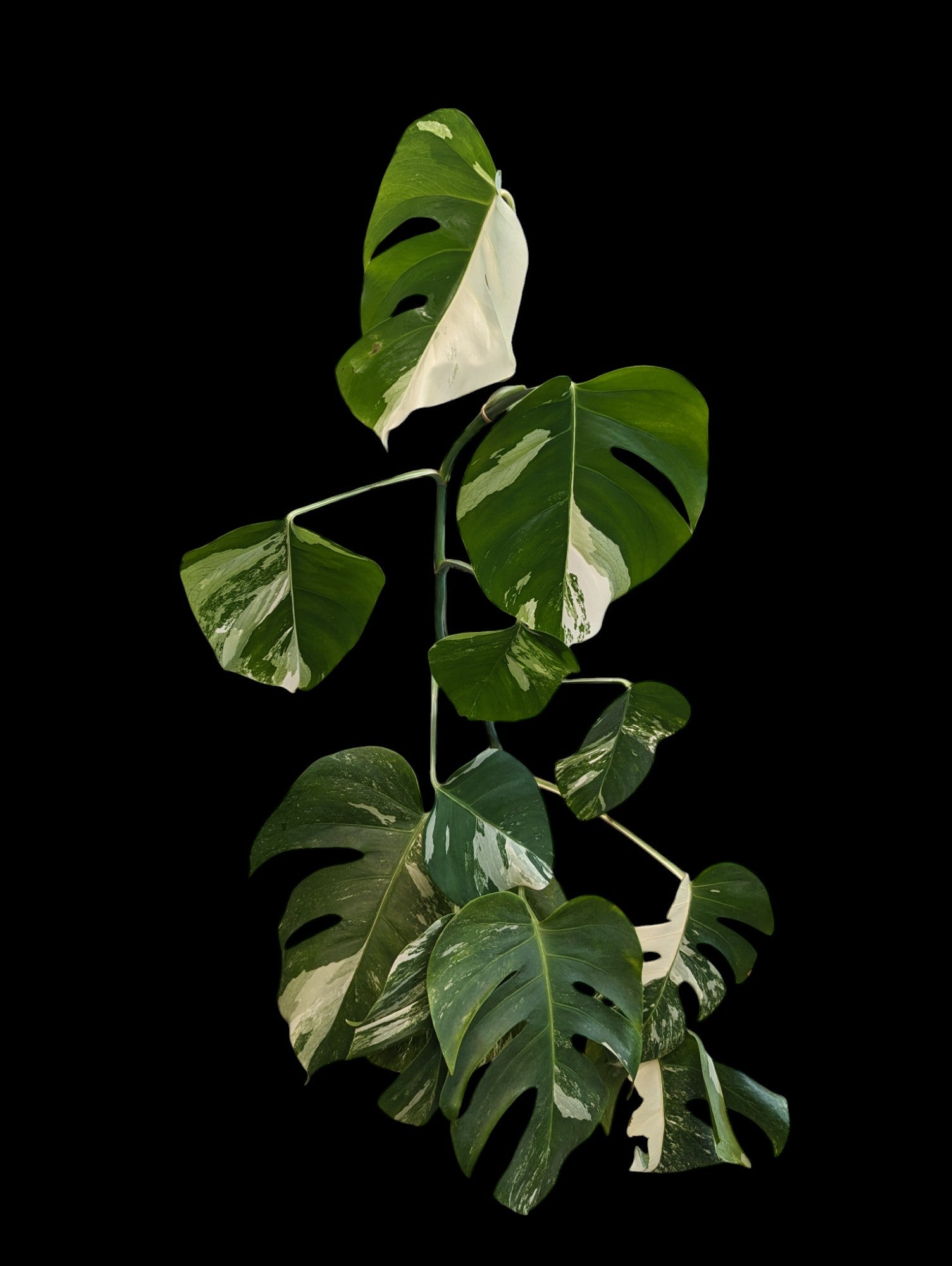 Monstera Deliciosa Albo - Specimen Specific