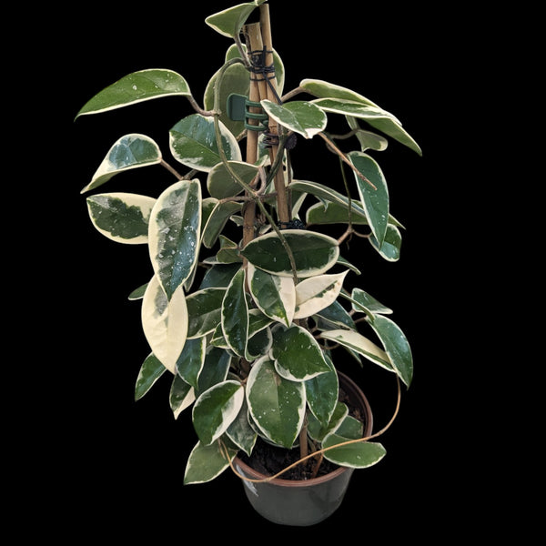 Hoya Crimson Queen