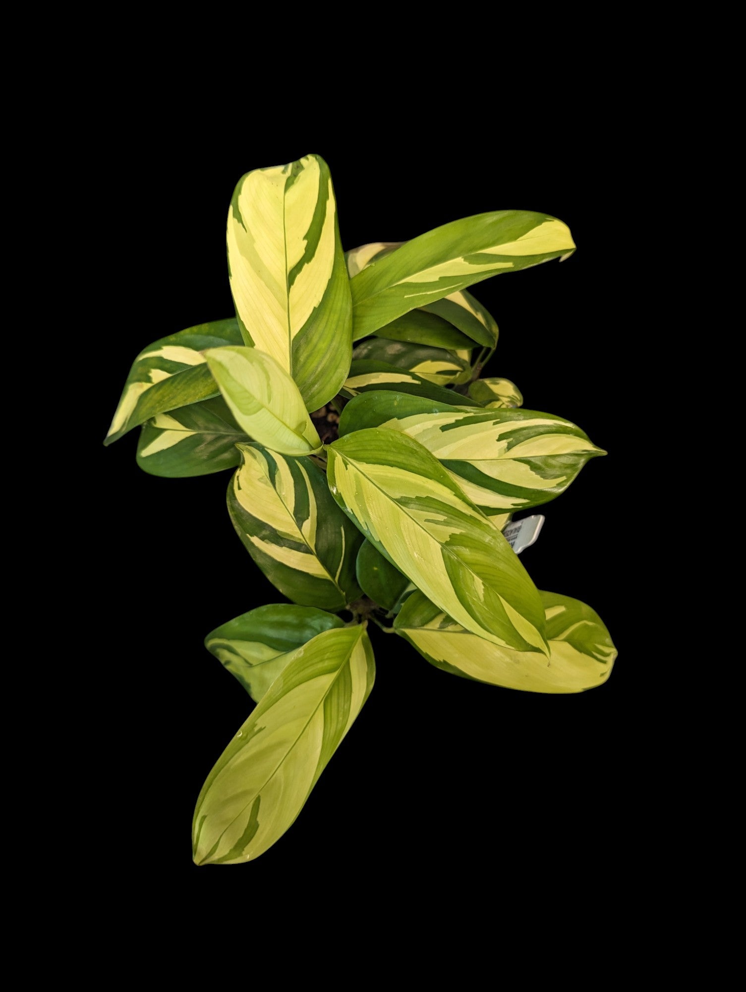 Ctenanthe lubbersiana variegada