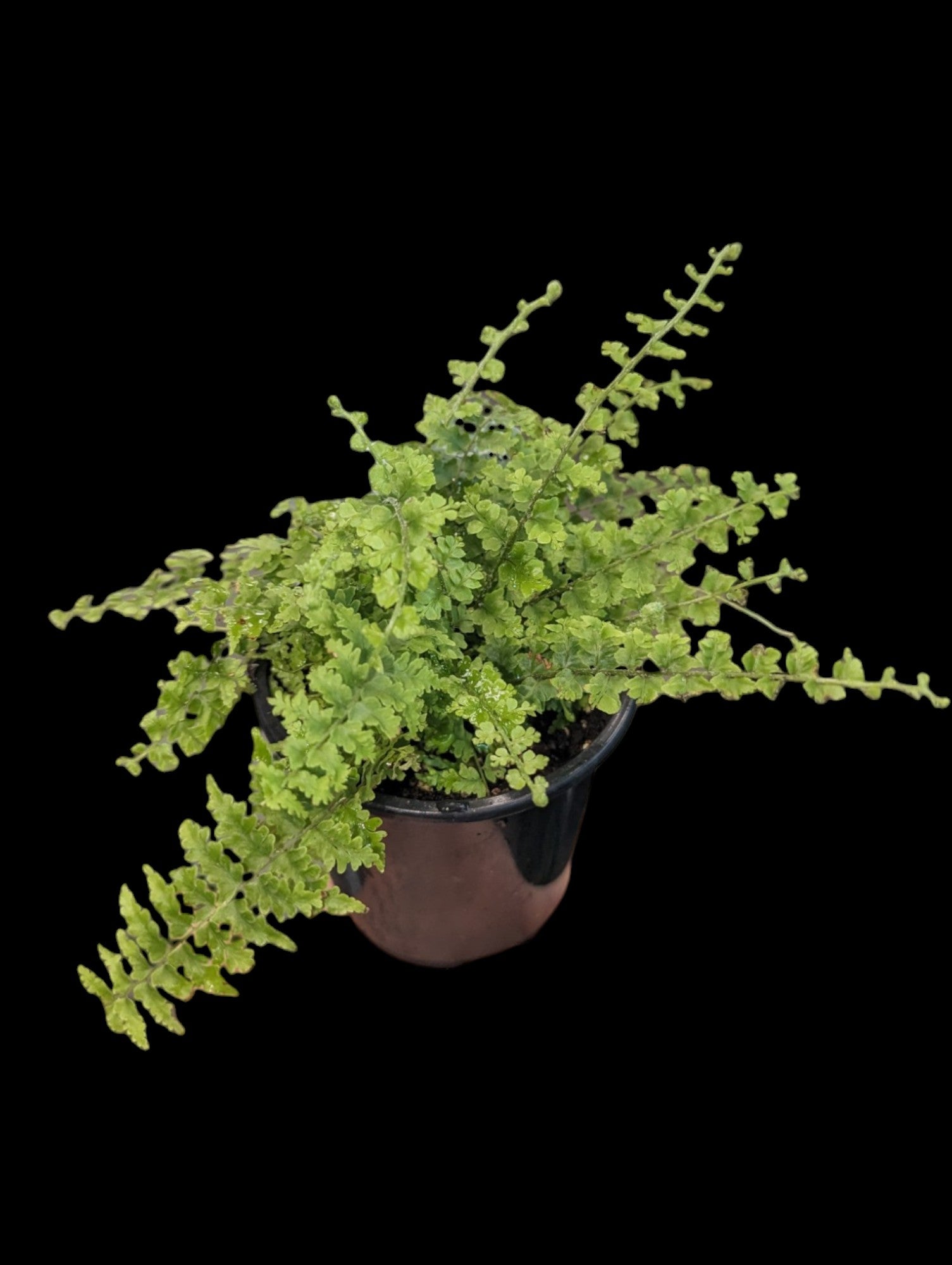 Green Fantasy Fern