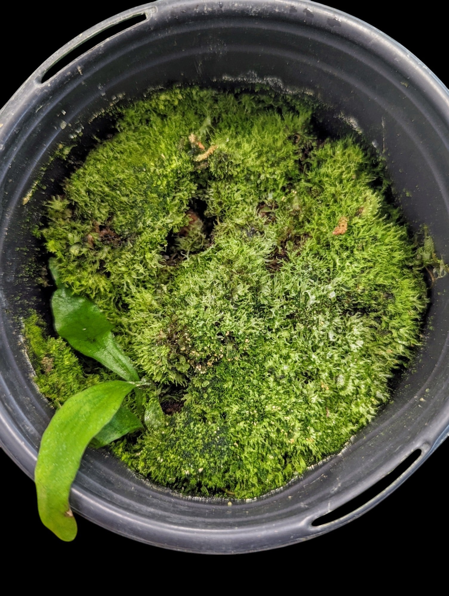 Terrarium Fern and Moss (2)