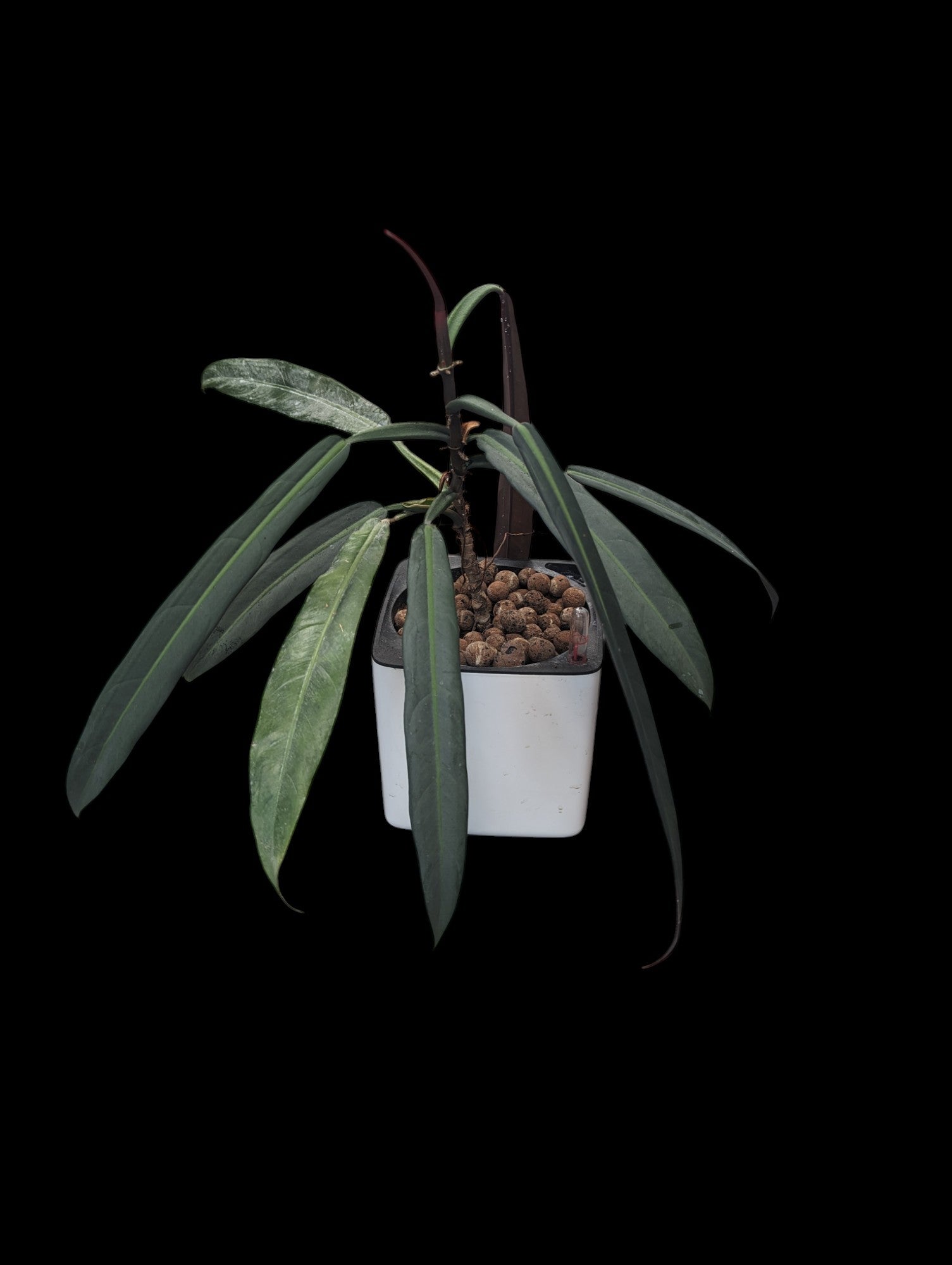 Philodendron bicolor in white cube Leuchuza pot