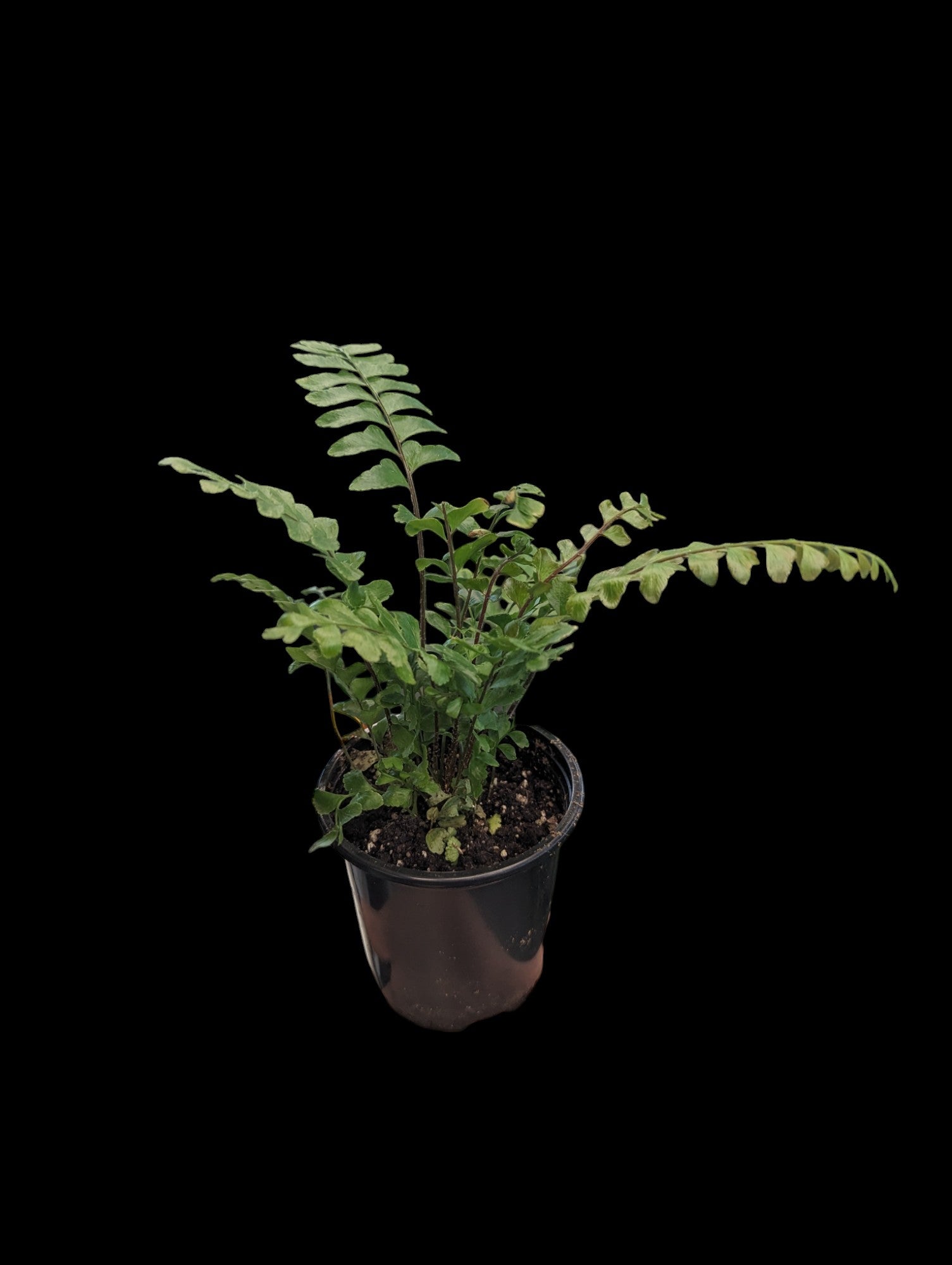 Mahogany Fern