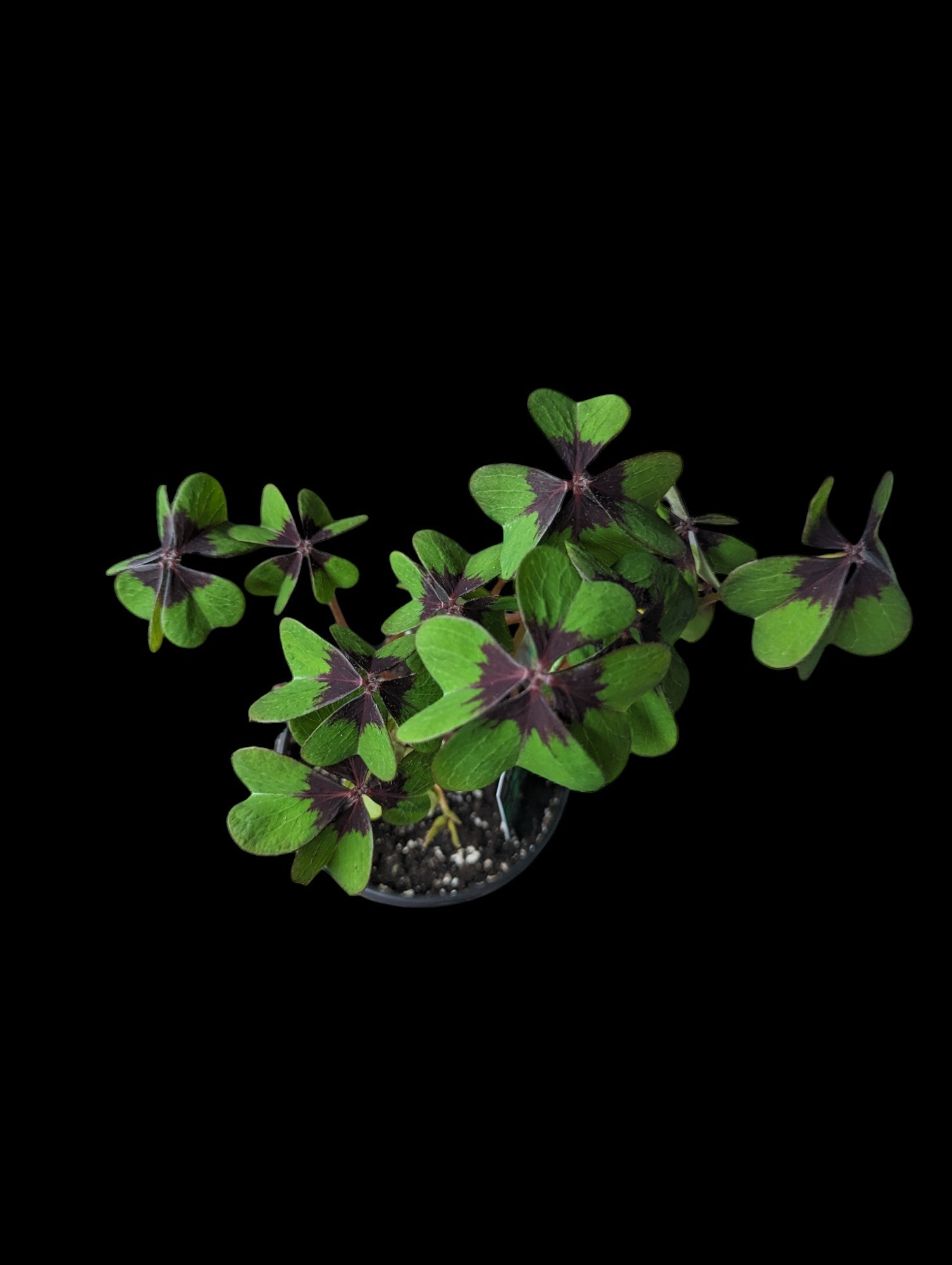 Iron Cross Oxalis