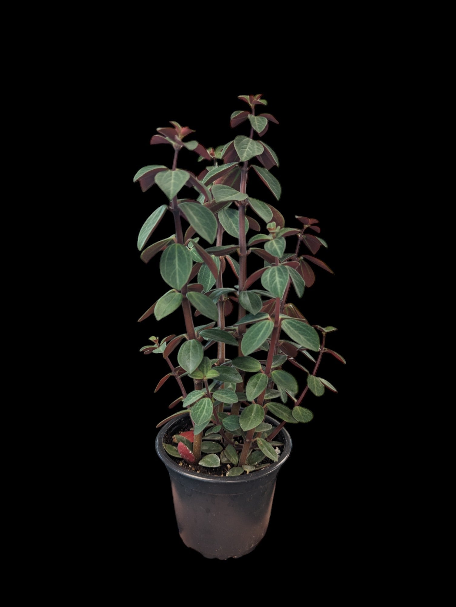 Peperomia verticillata