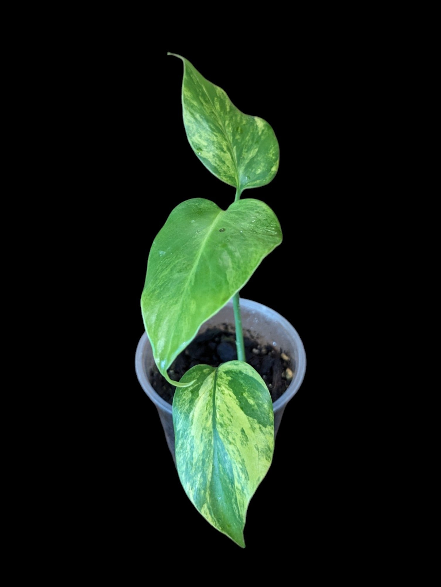 monstera deliciosa toronto Monstera Deliciosa Aurea Variegata
