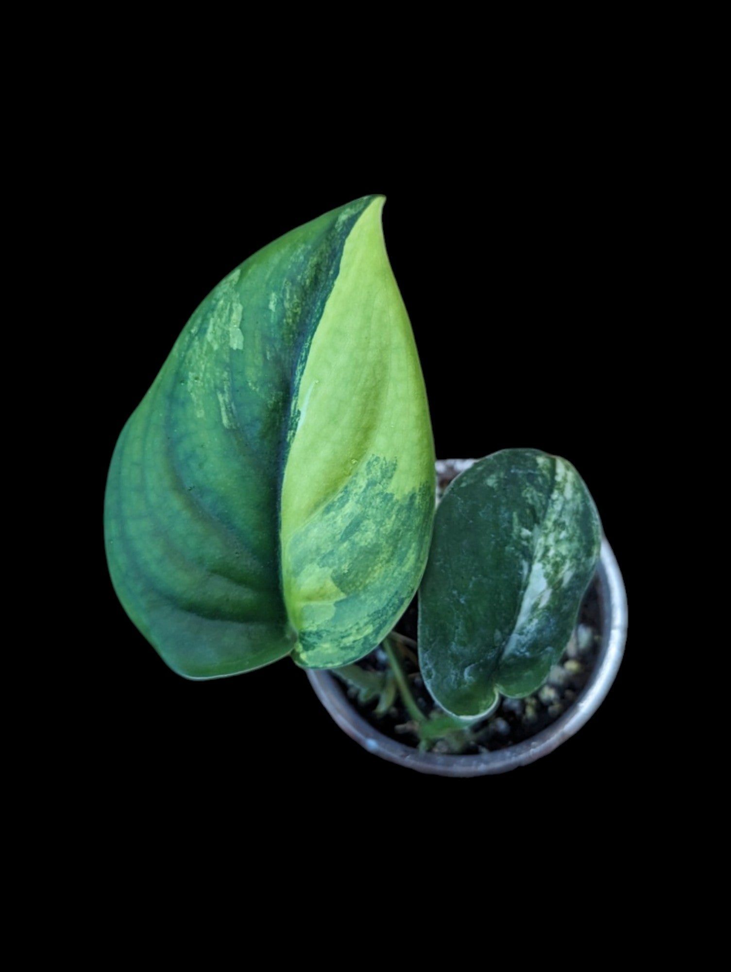 Scindapsus Jade Satiné Variegata