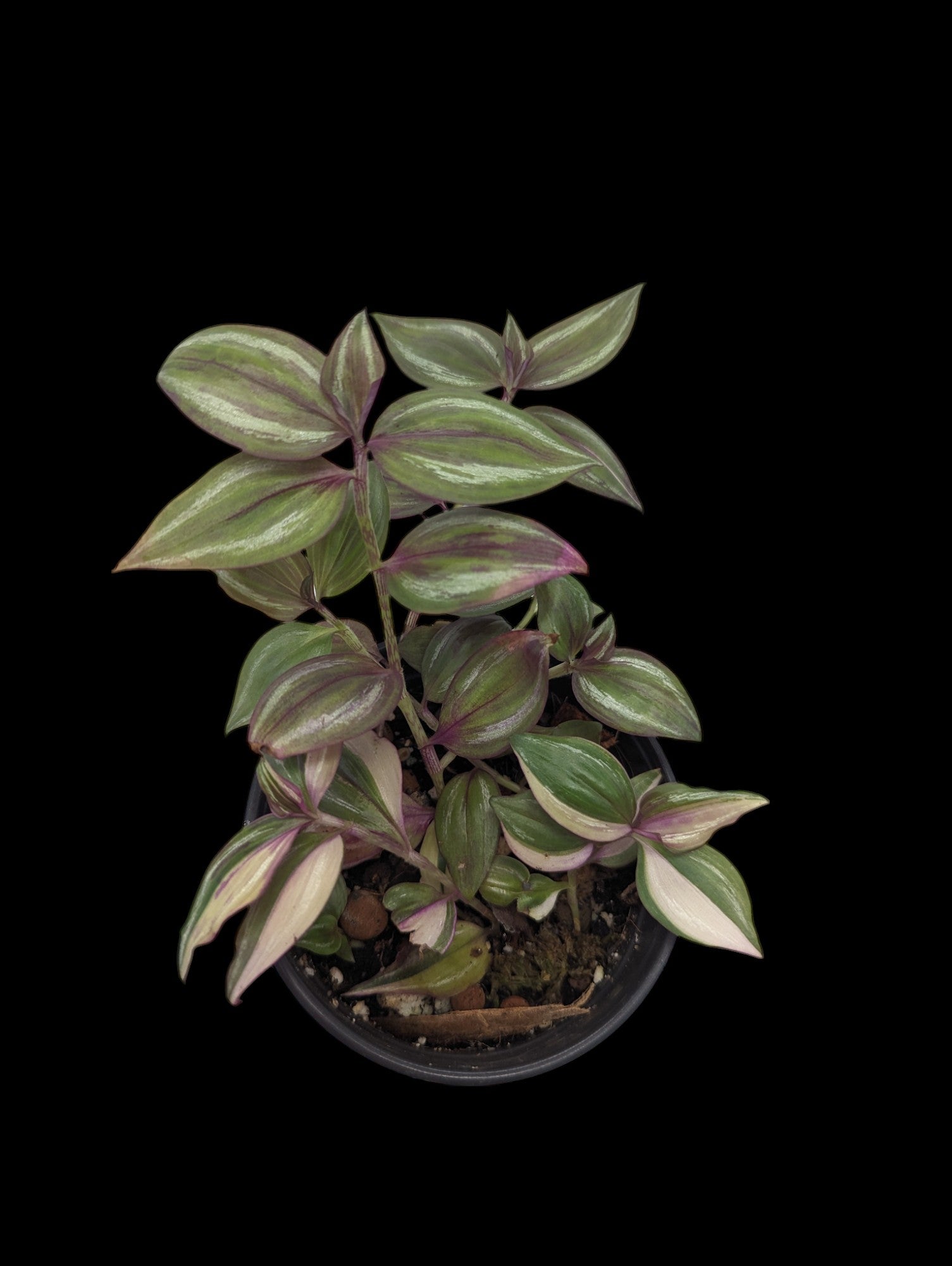 Tradescantia multicolour discolour