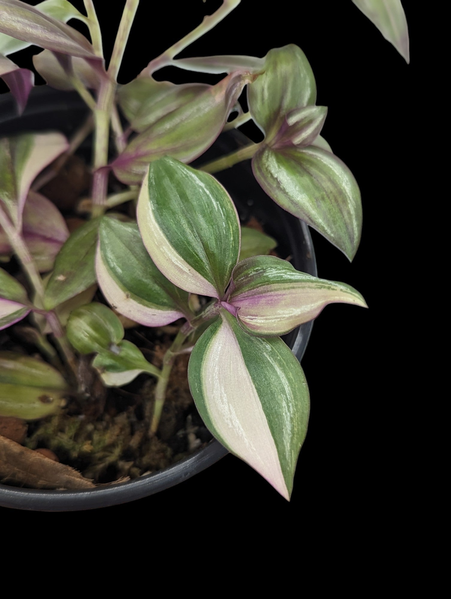 Tradescantia multicolour discolour