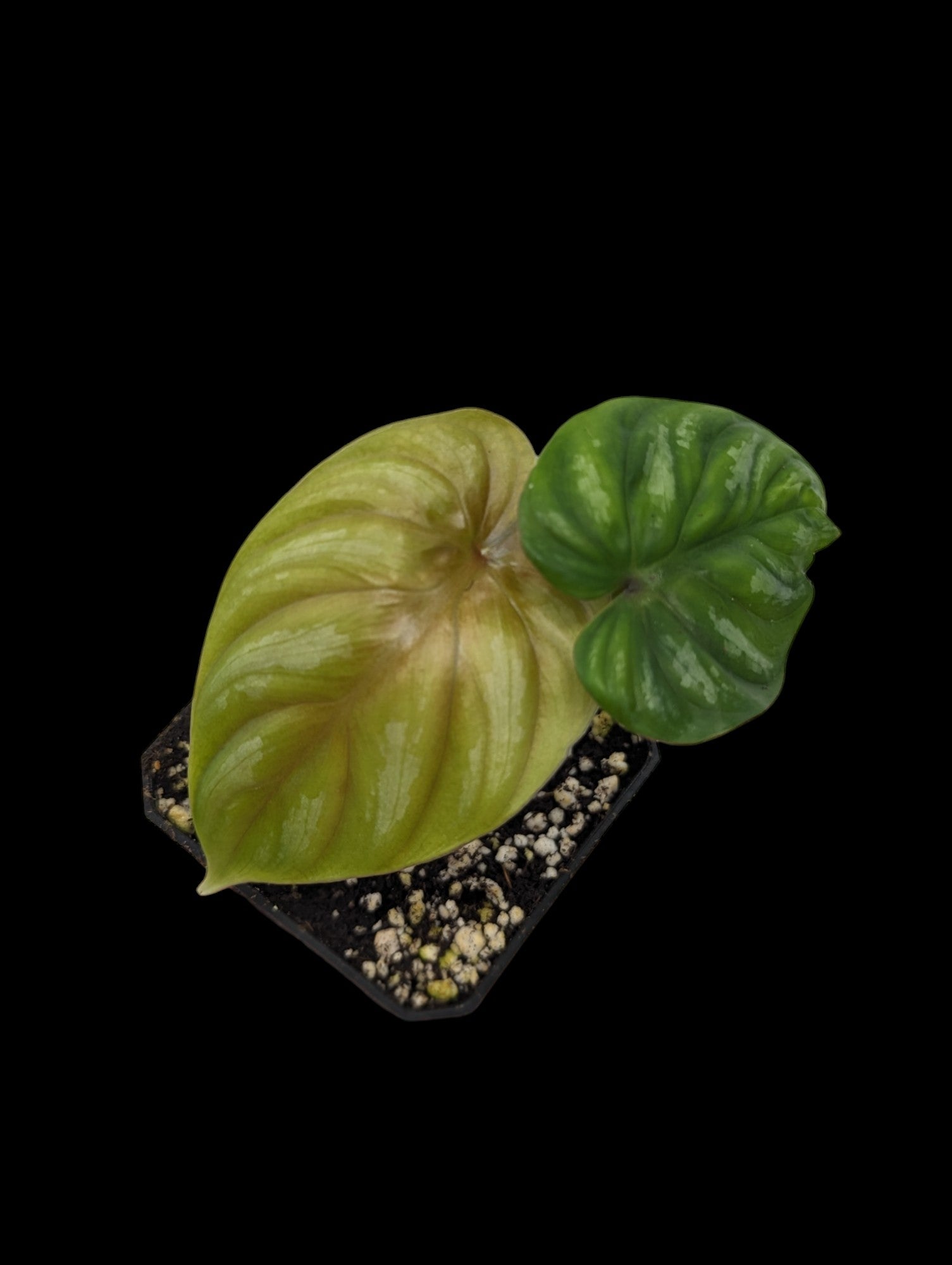 Philodendron plowmanii