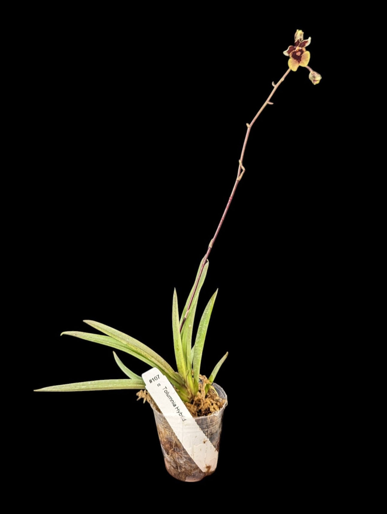 Tolumnia Hybrid