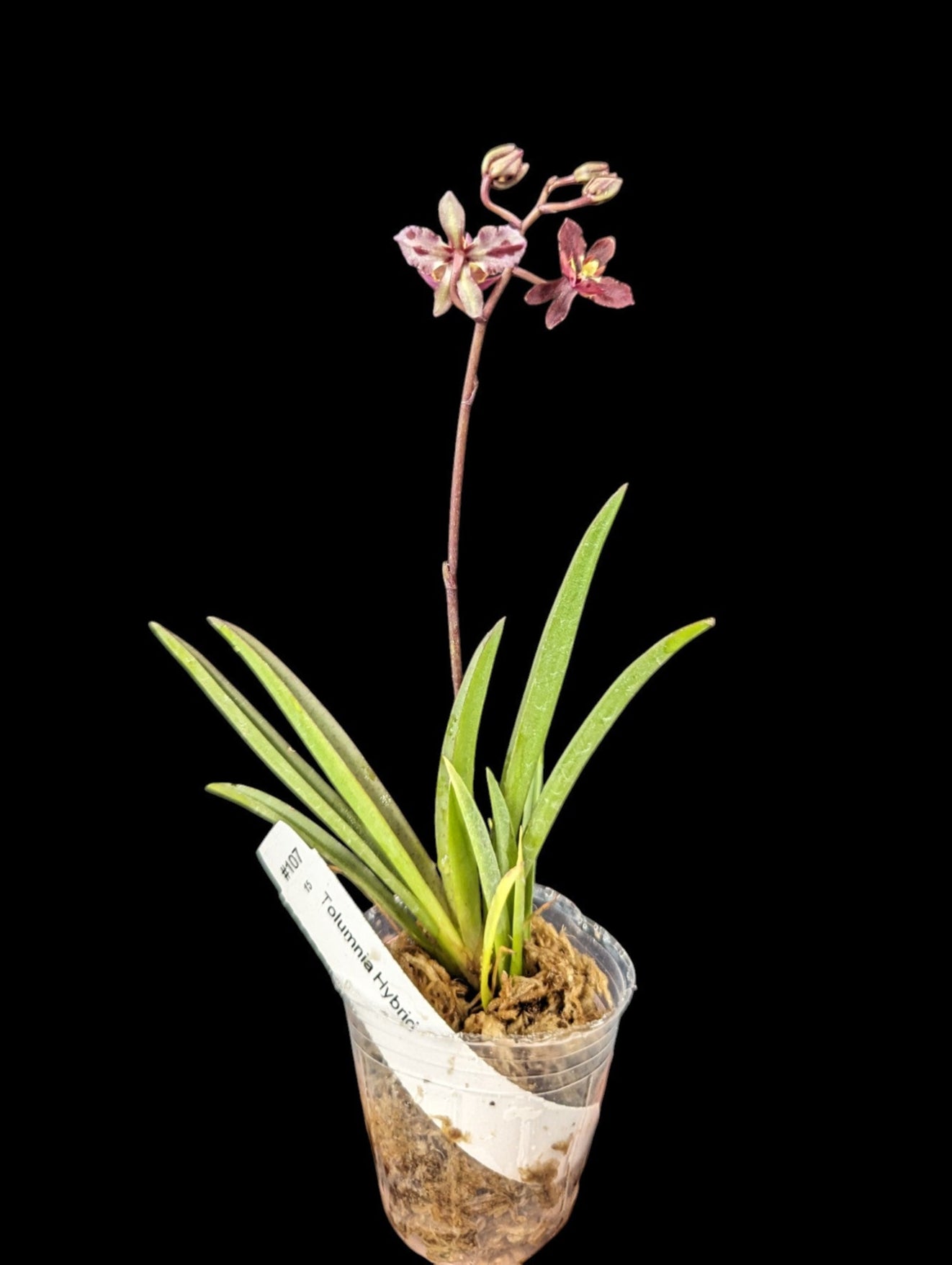 Tolumnia Hybrid