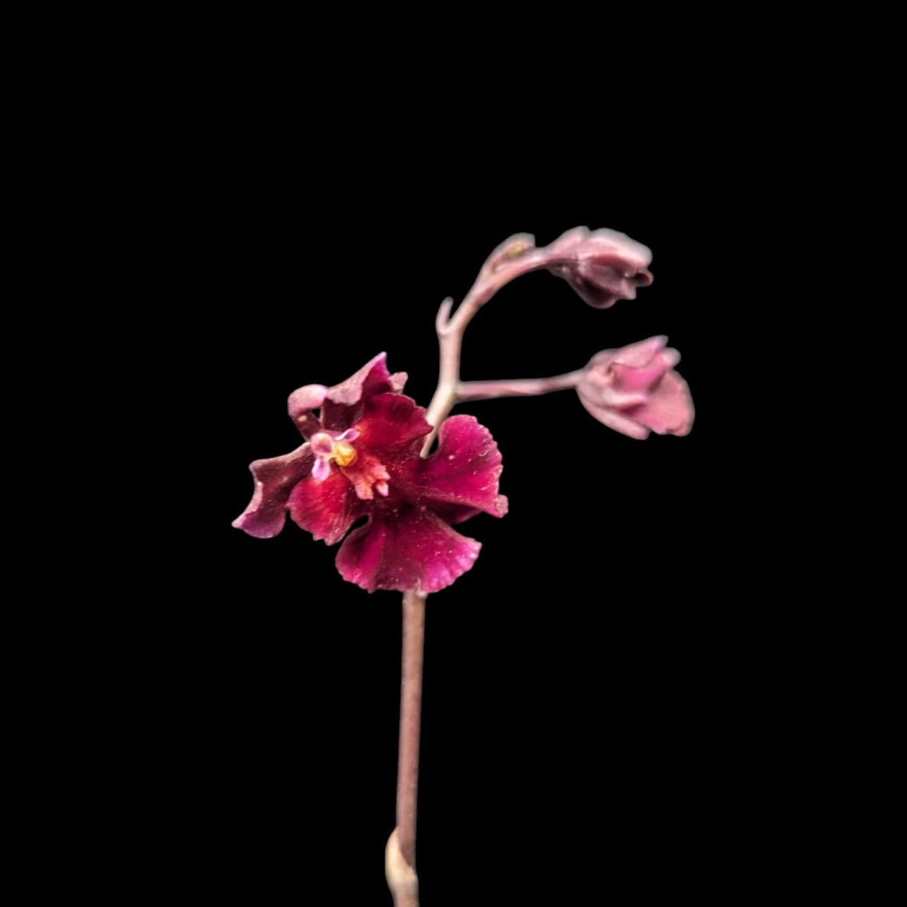 Tolumnia Hybrid