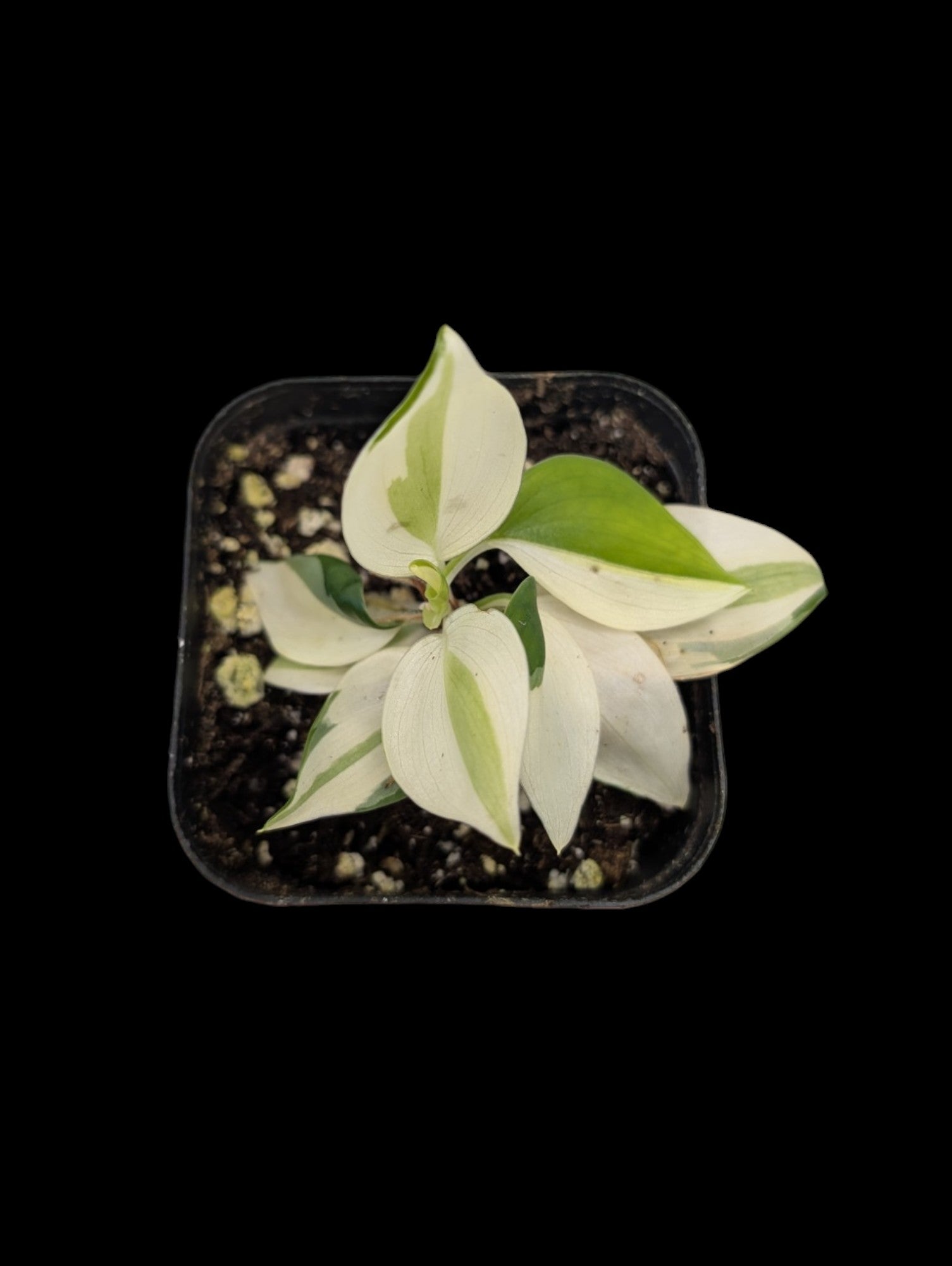 Philodendron Gabby