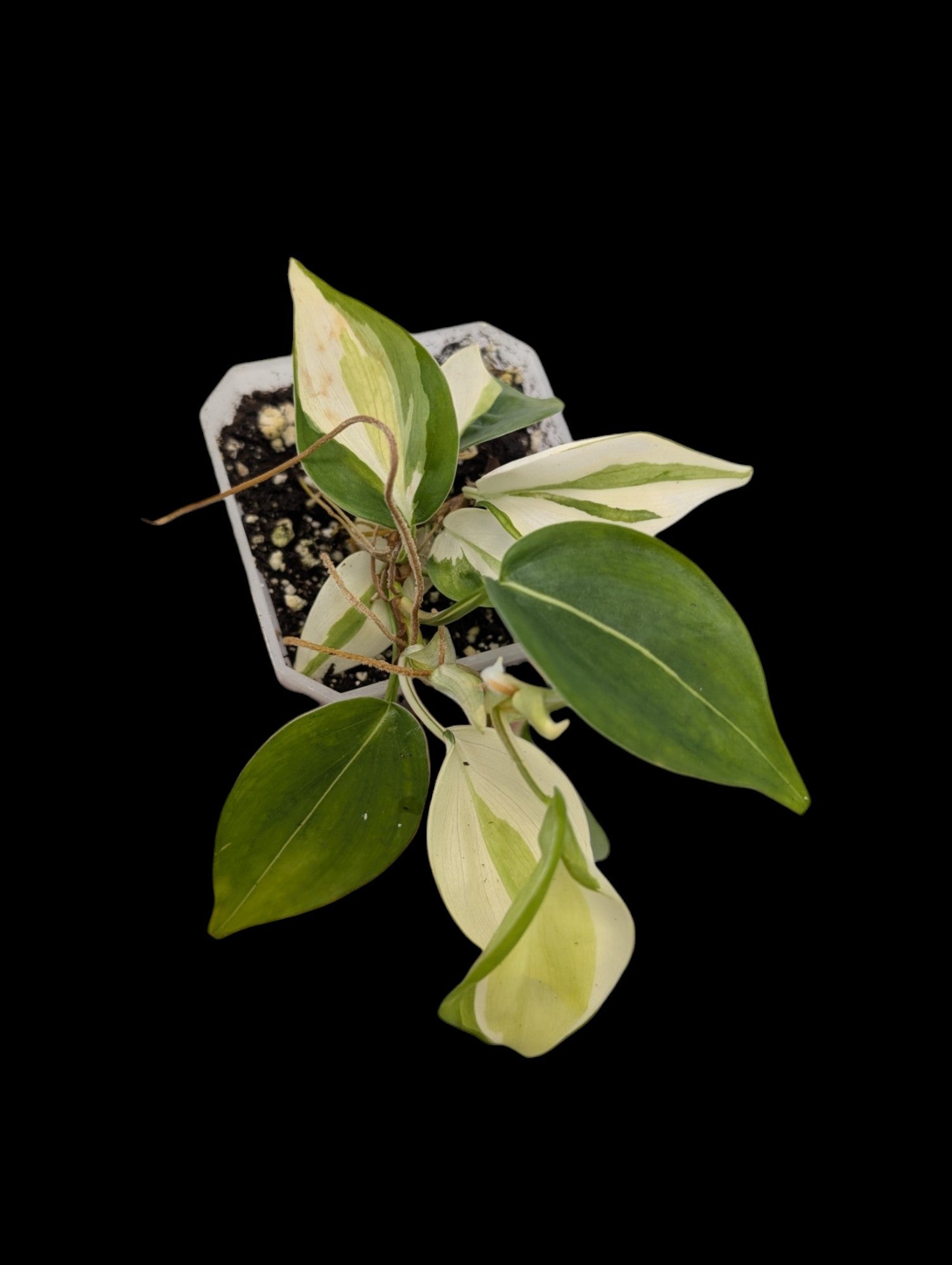 Philodendron Gabby