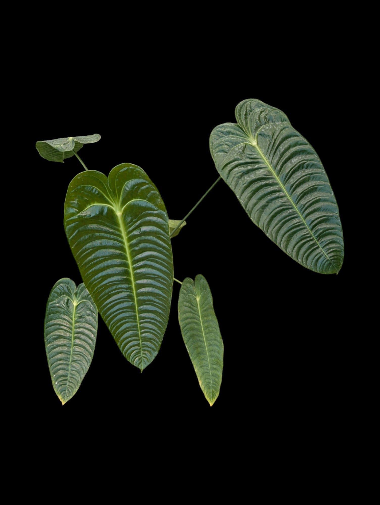 Anthurium veitchii super étroit en pot Lechuza