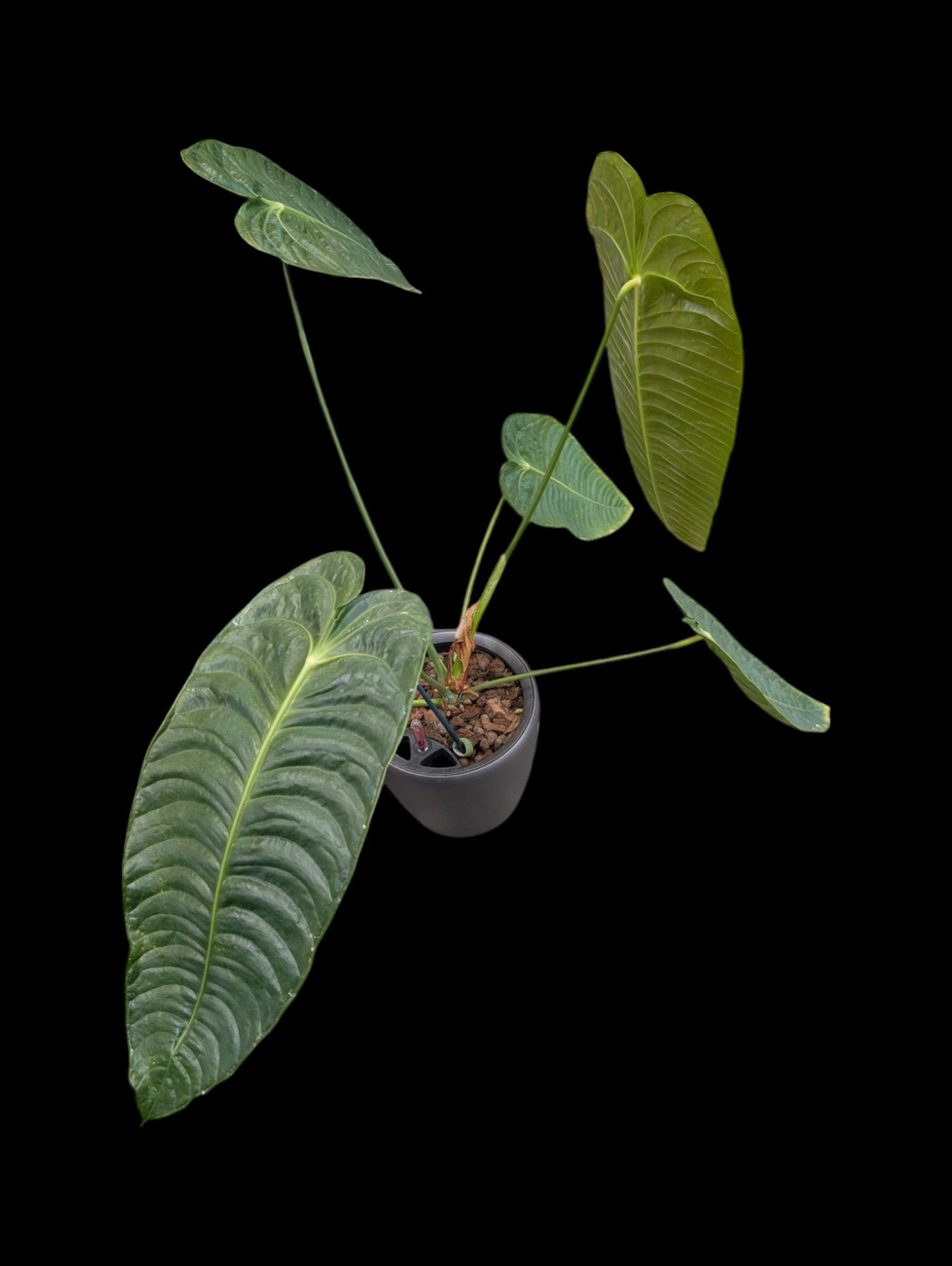 Anthurium veitchii super étroit en pot Lechuza