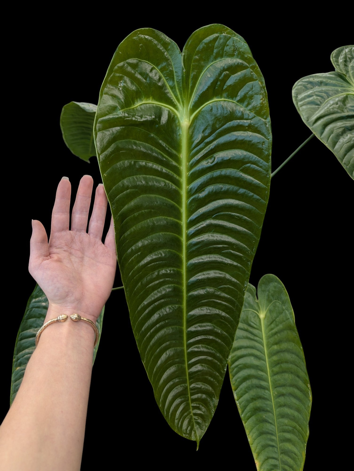 Anthurium veitchii super étroit en pot Lechuza