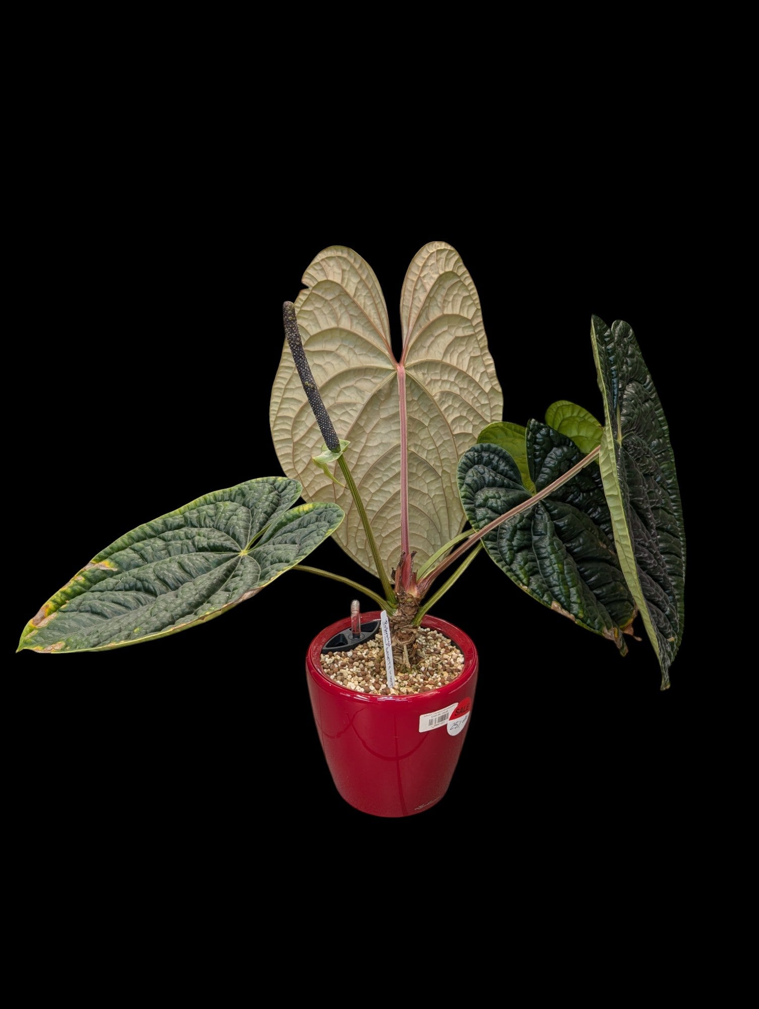 Anthurium Luxurians en pot Lechuza rouge