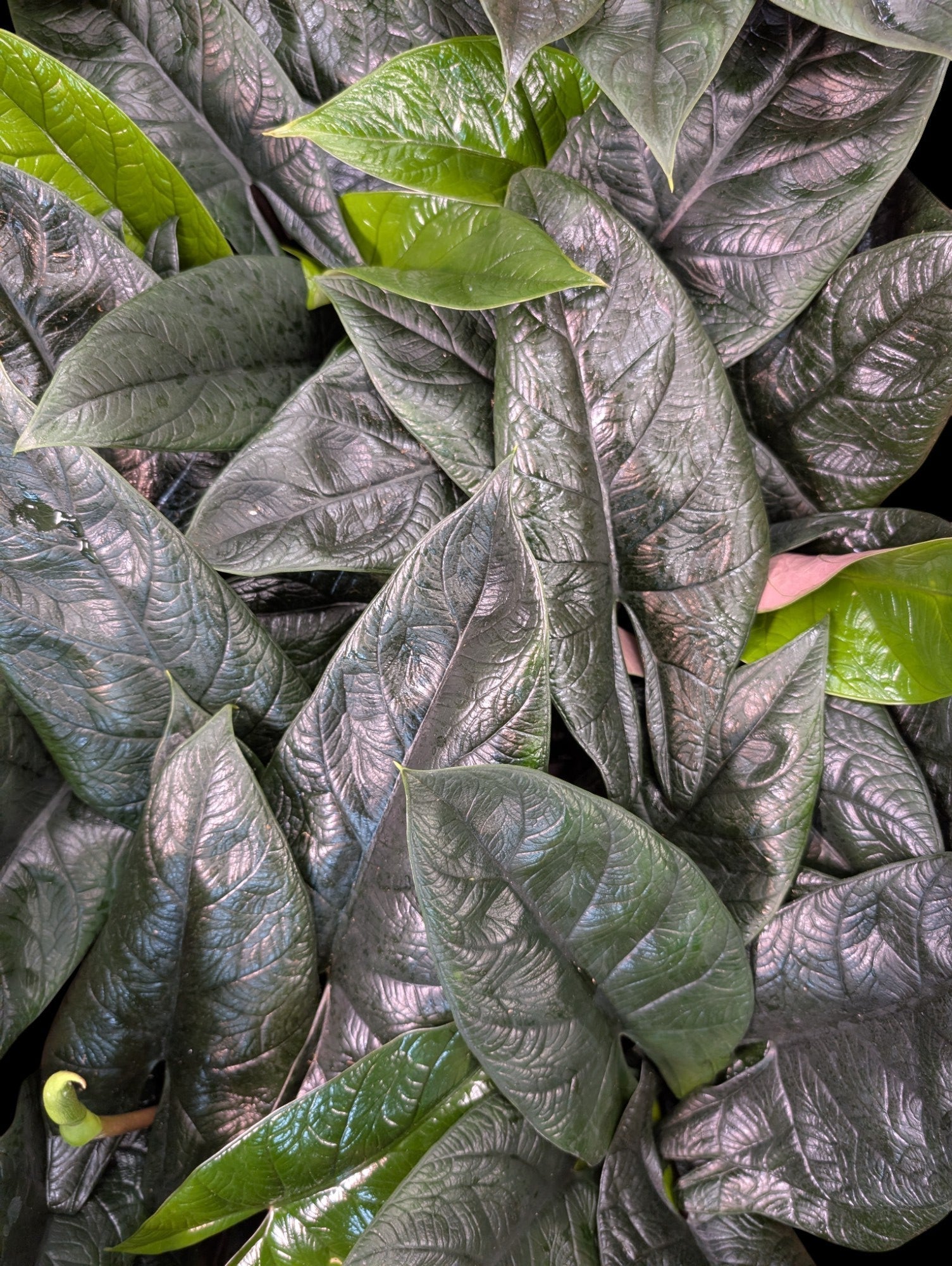 Alocasia scalprum