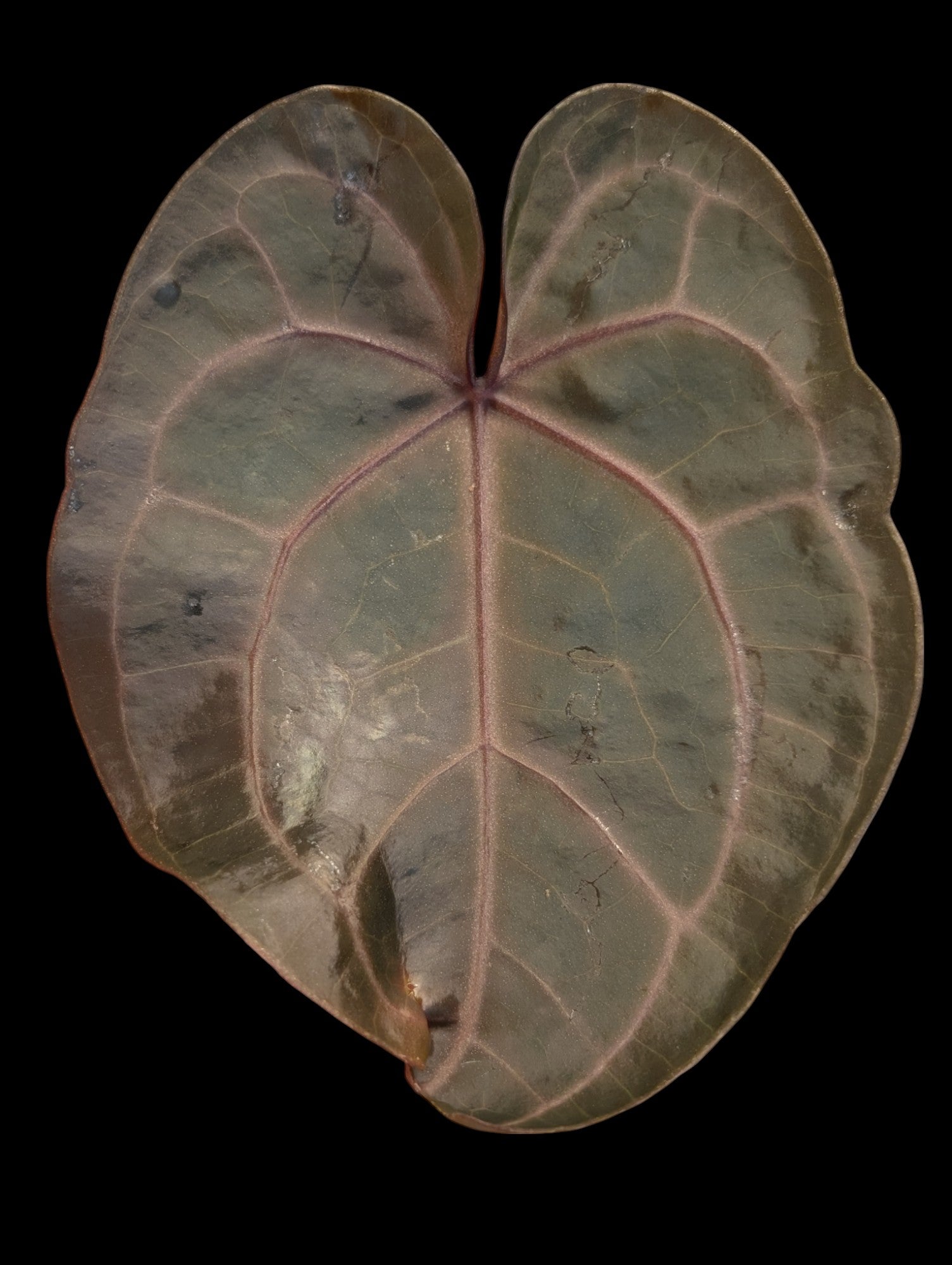 Anthurium michelle