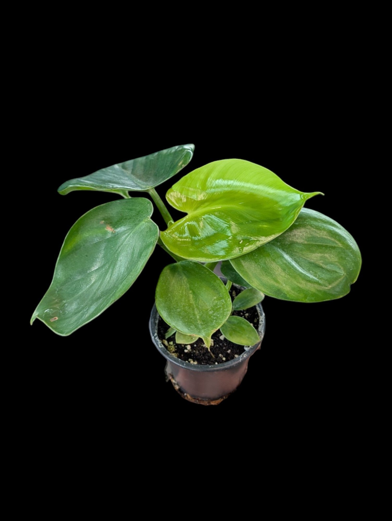 Philodendron aff. grazielae