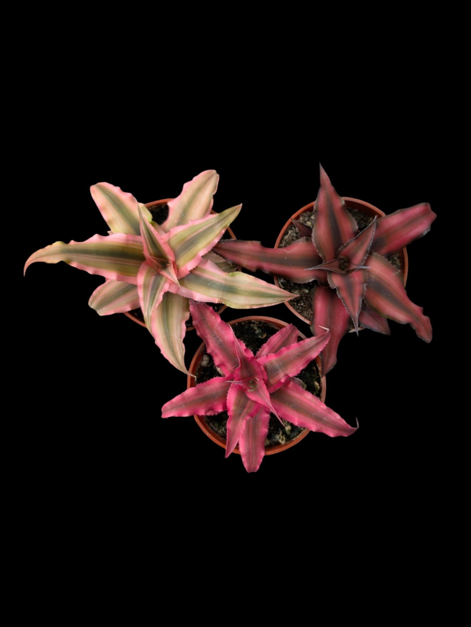 Cryptanthus Assorted