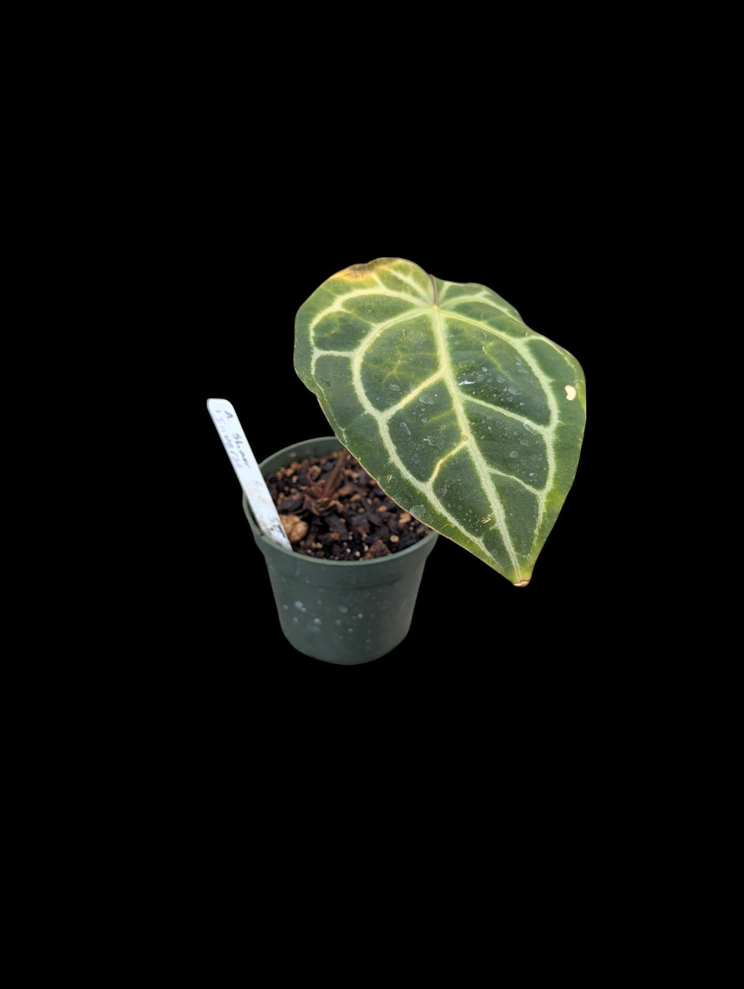 Anthurium Shuar Soul Inverse Crossing