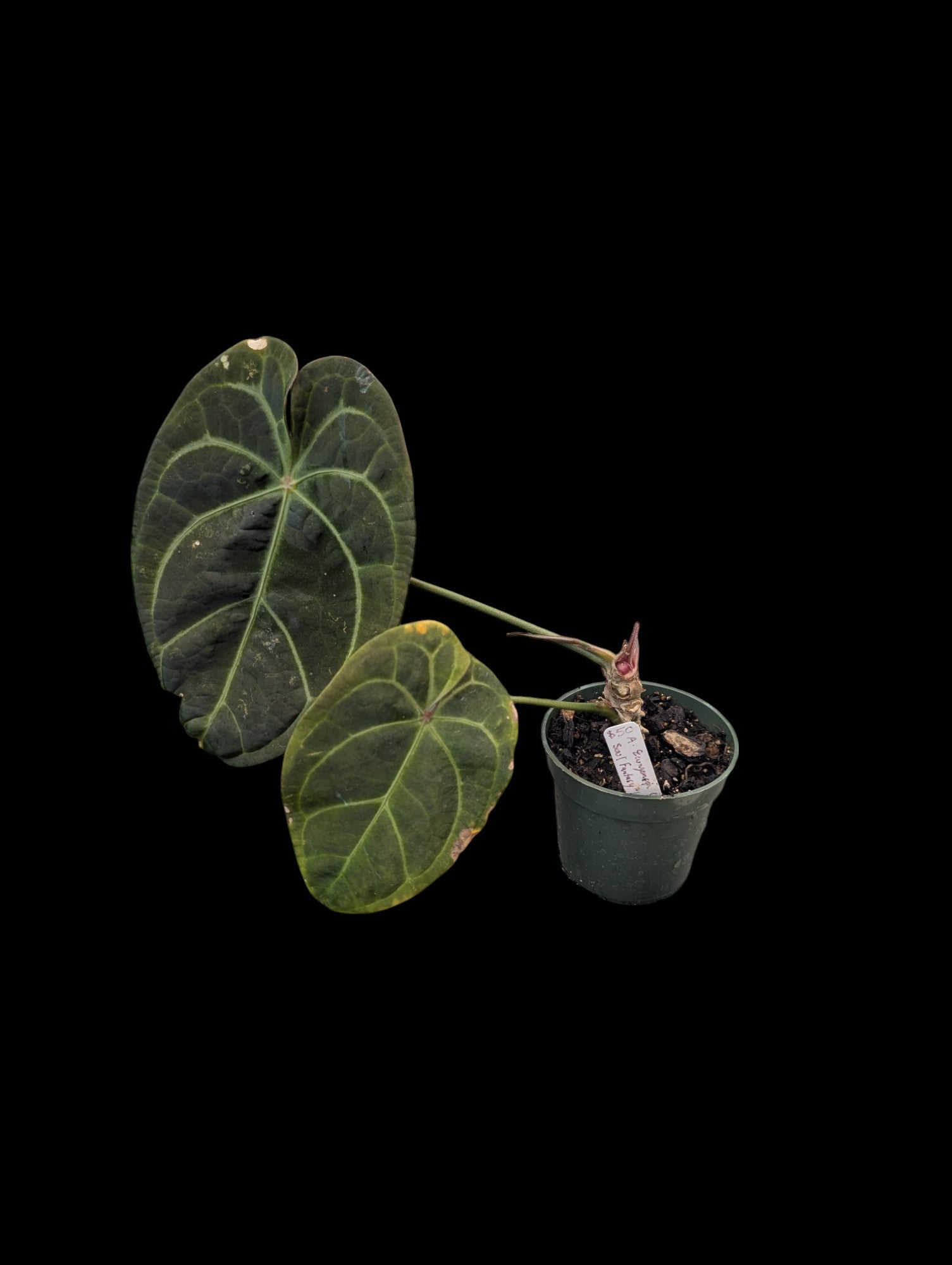 Anthurium Ecuagenera Green Soul Fantasy (IC)