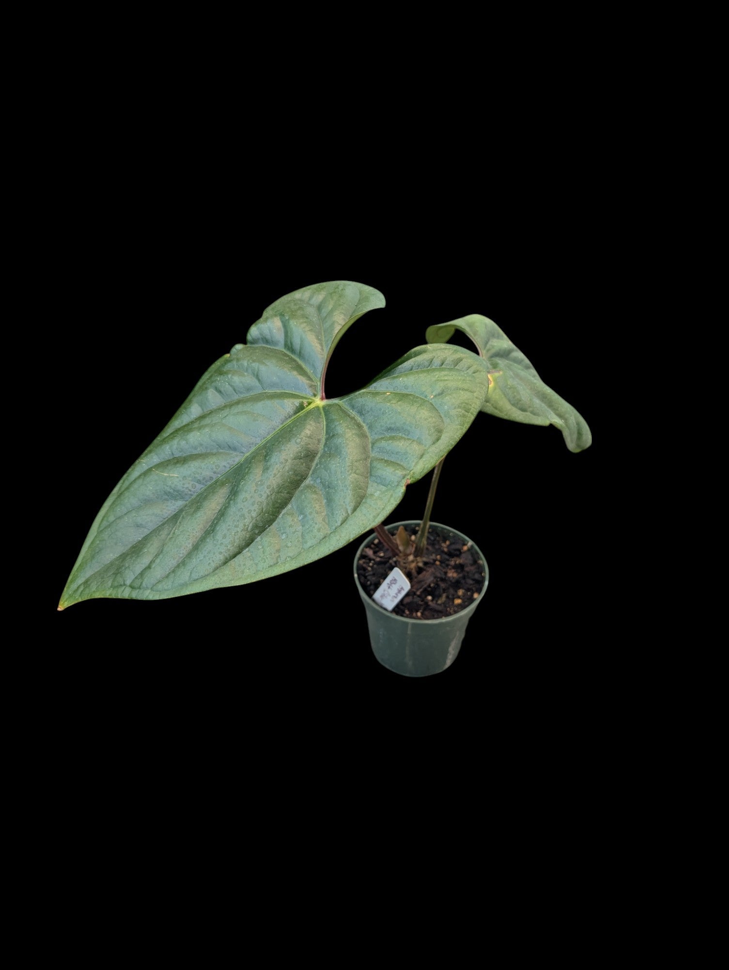 Anthurium Hibrido (Argent)