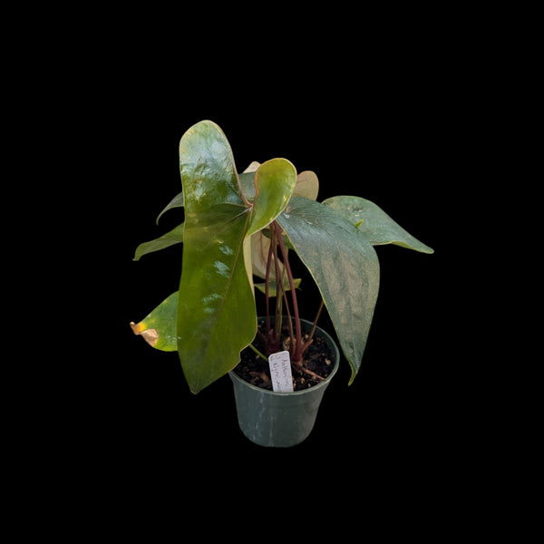 Anthurium nigrolaminum 'Gigi'