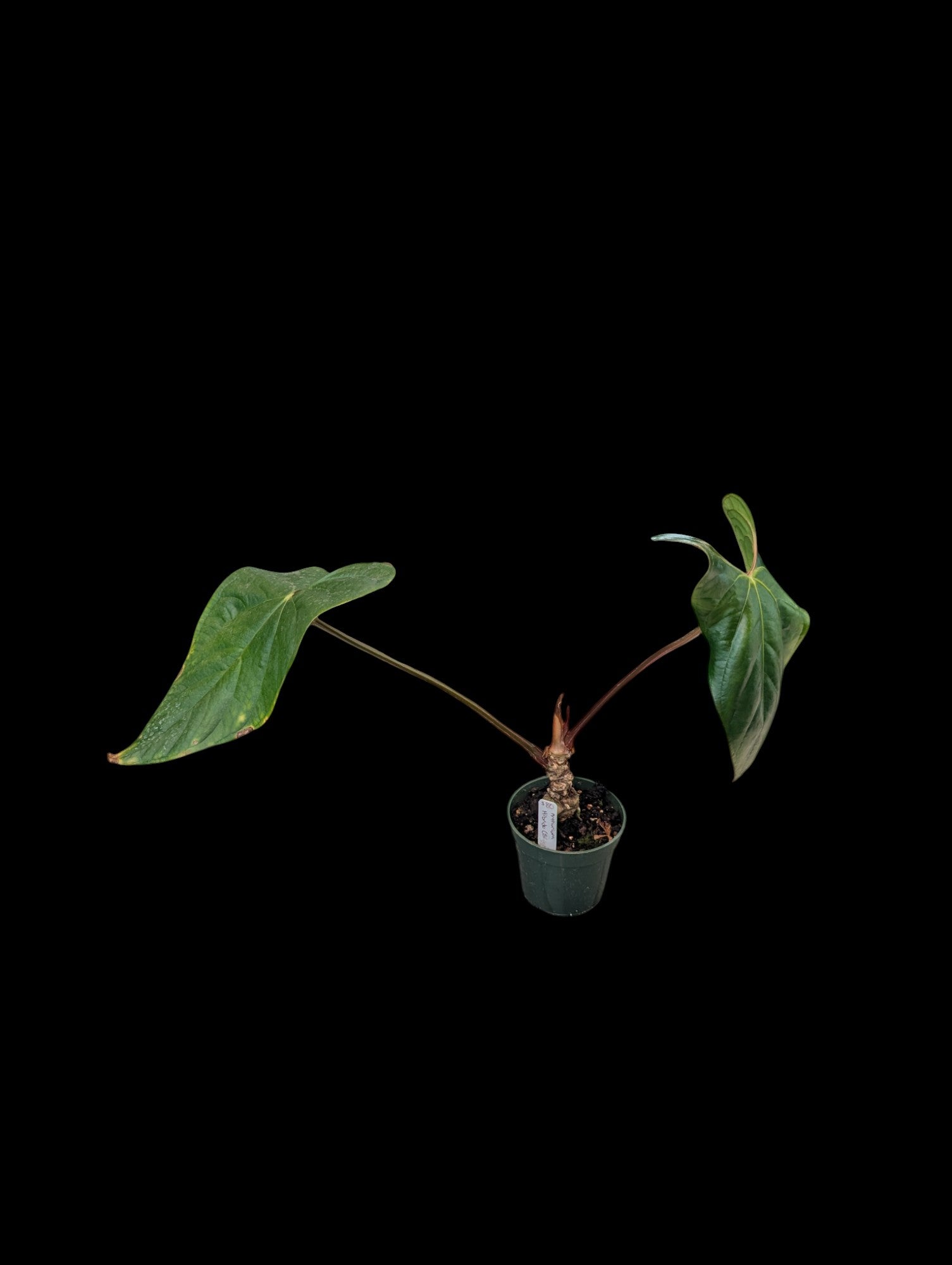 Anthurium Hibrido (Argent)