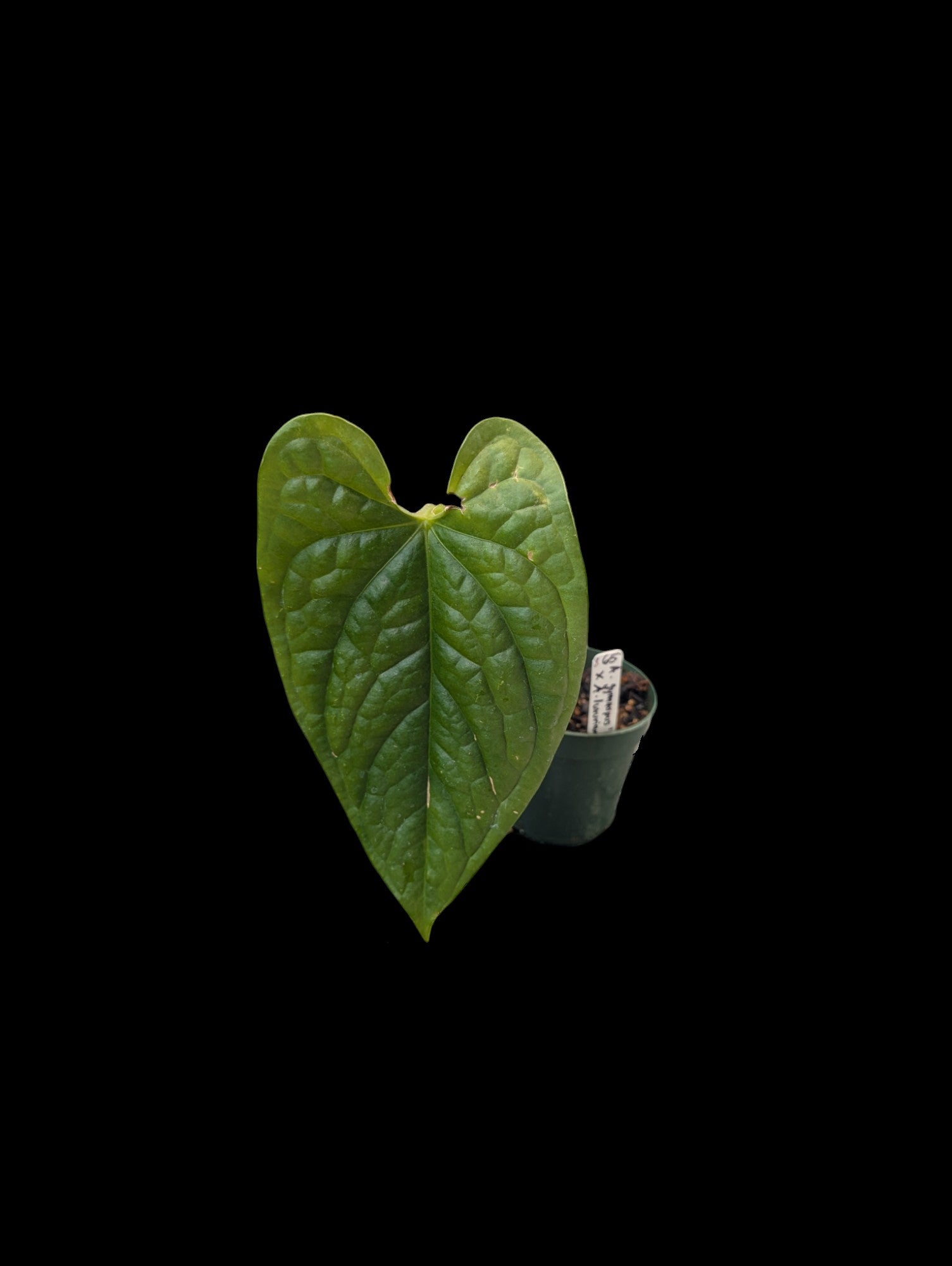 Anthurium gymnopus 'Fantasy' x luxurians