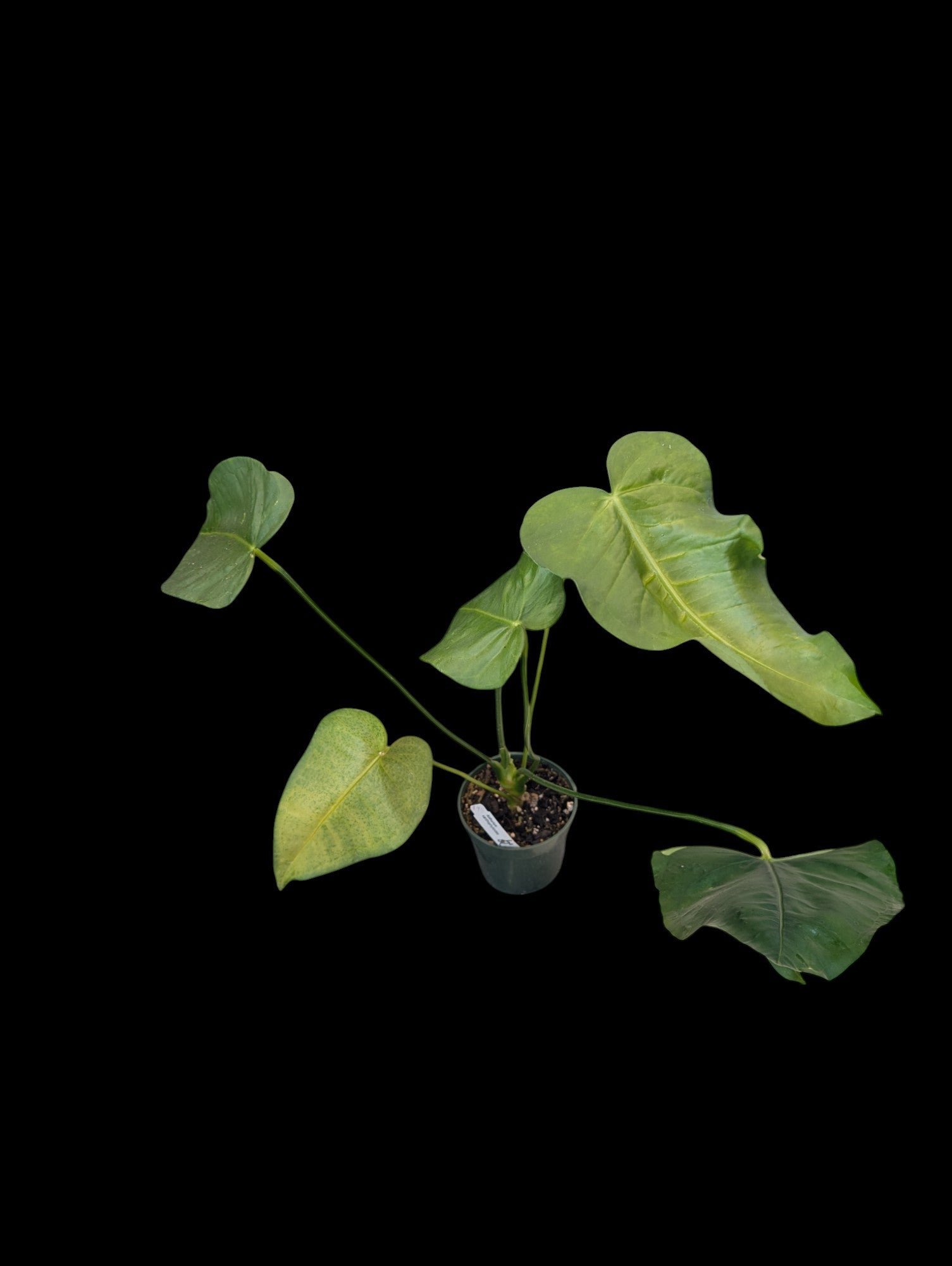 Anthurium xanthophylloides