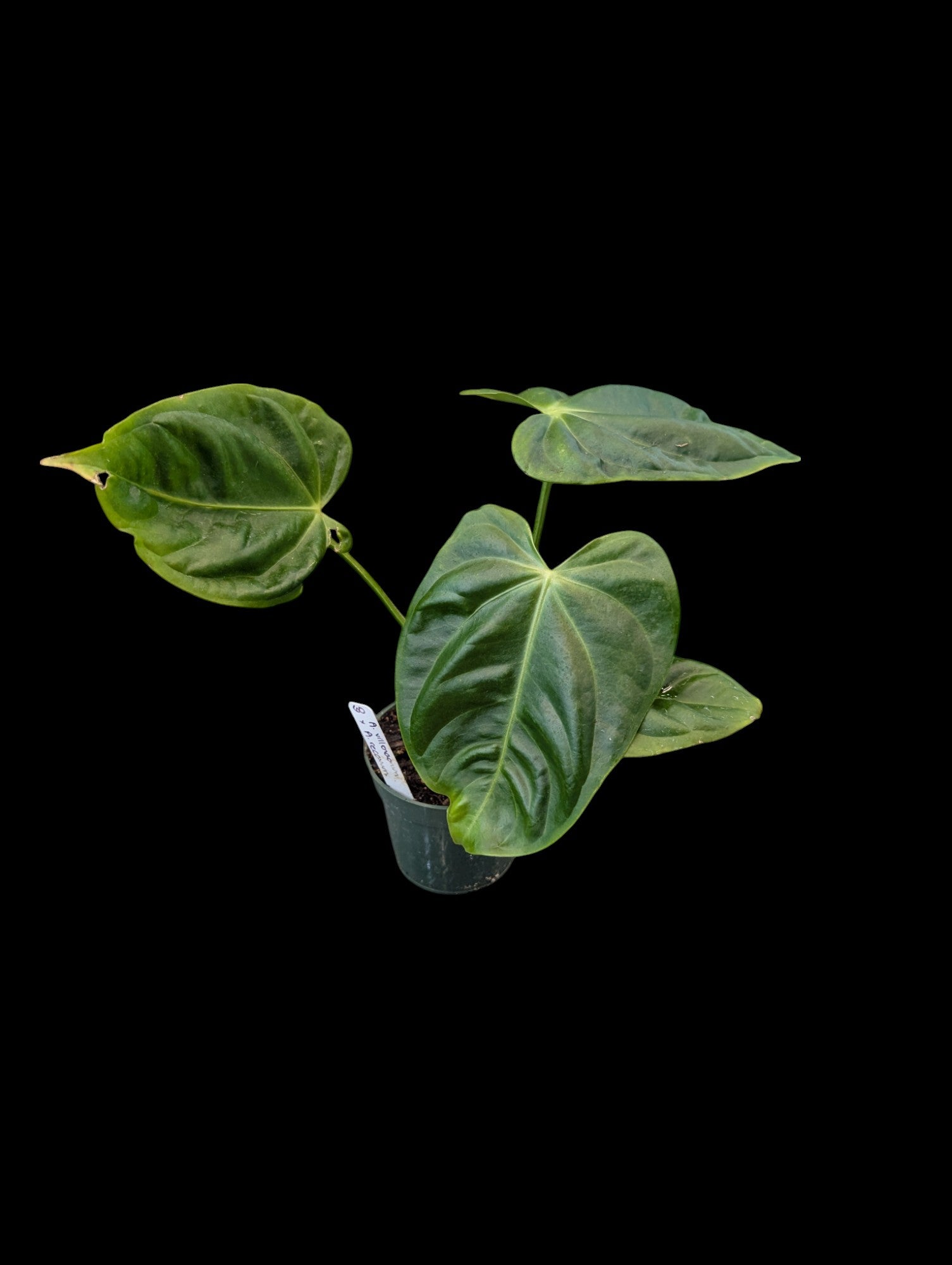 Anthurium villenaorum x A. recavum
