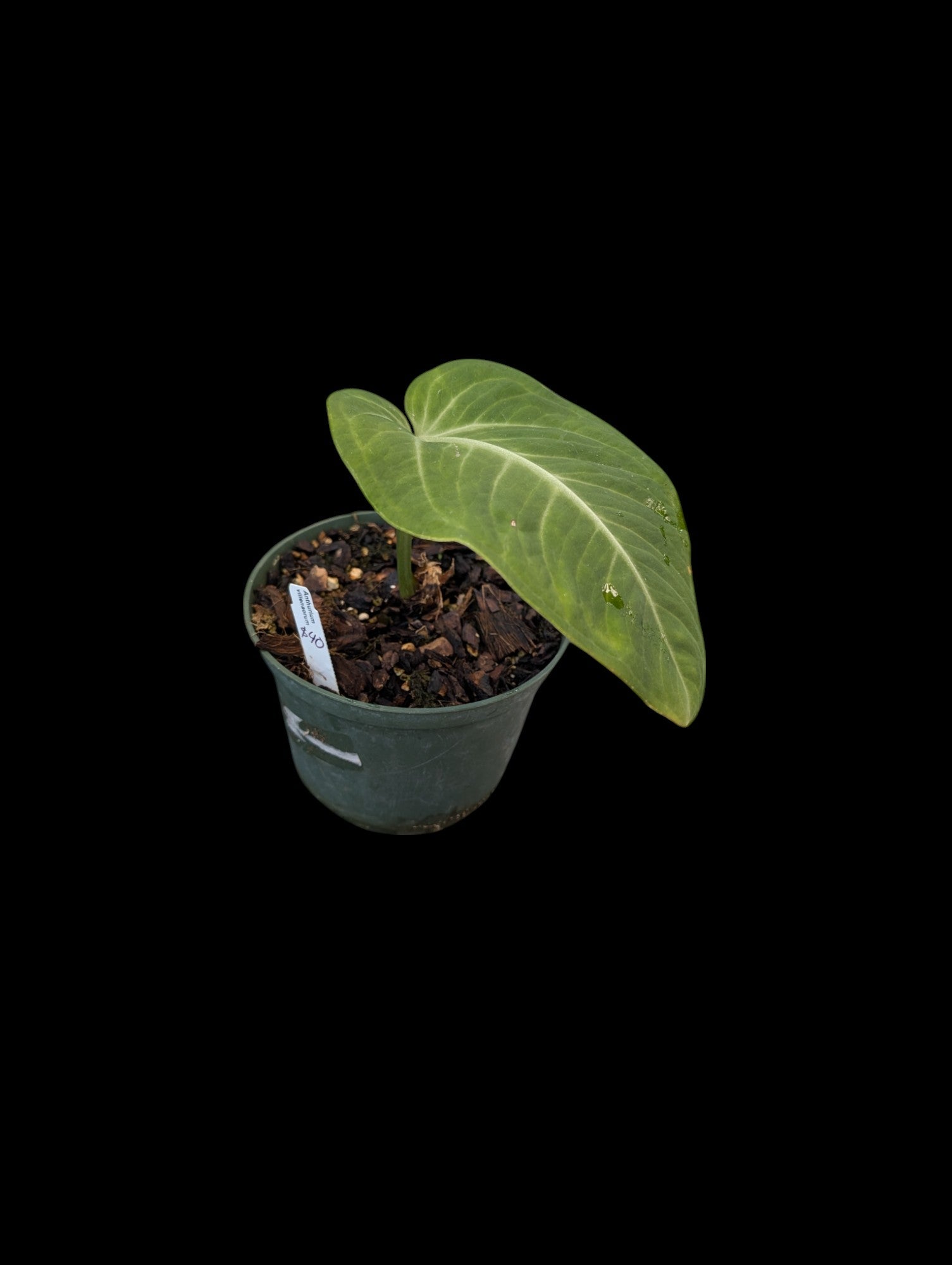 Anthurium villenaorum