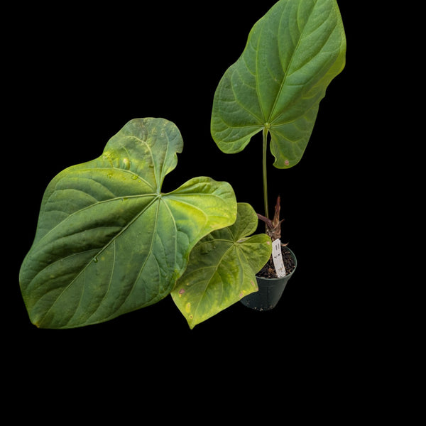 Anthurium sagittatum