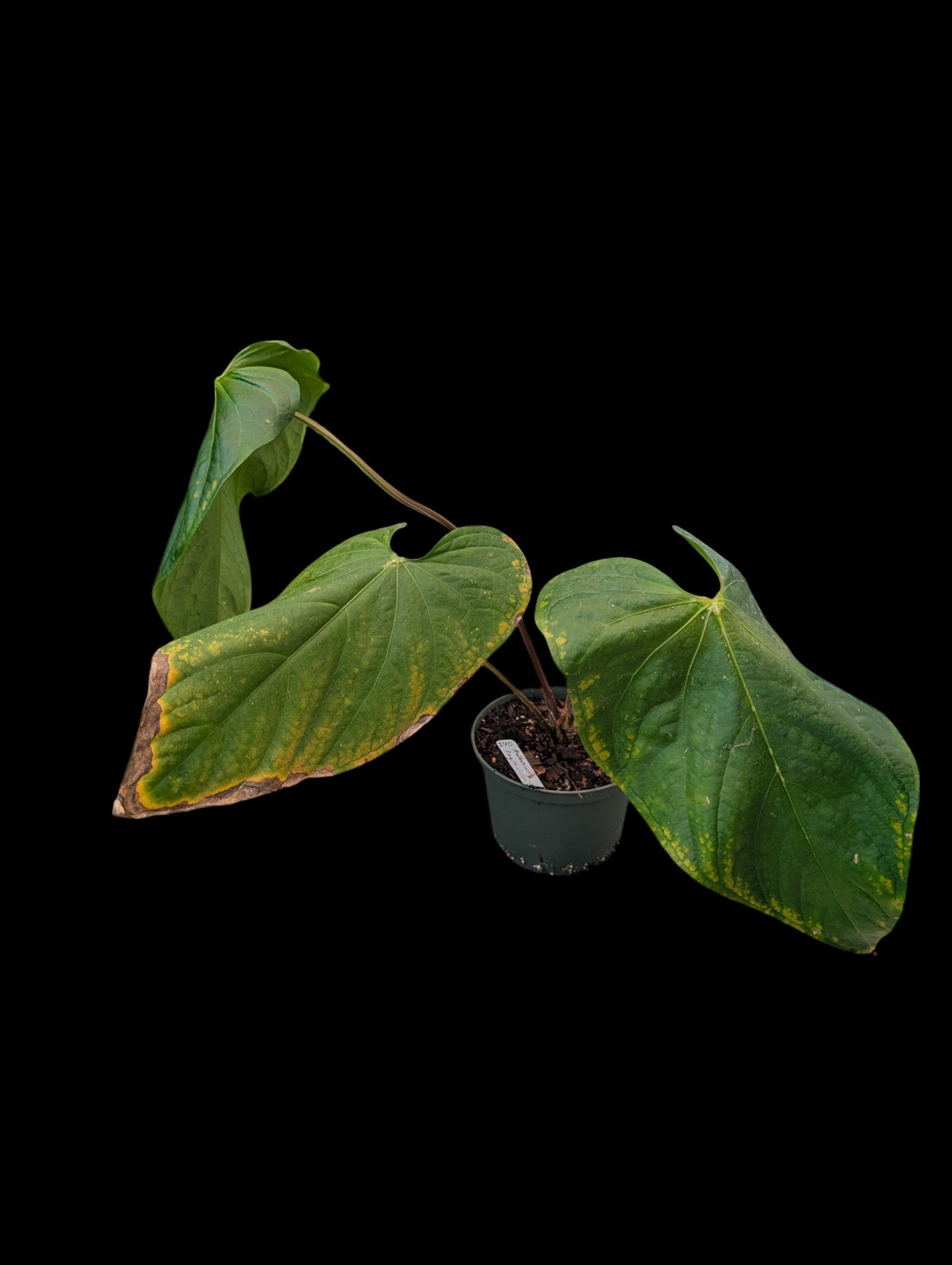 Anthurium sagittatum