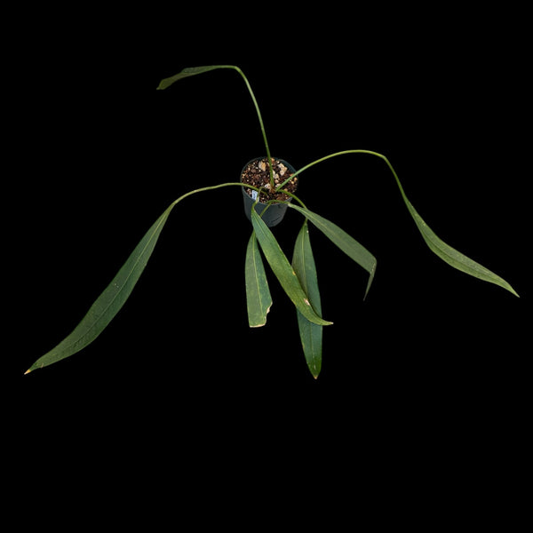Anthurium wendlingeri