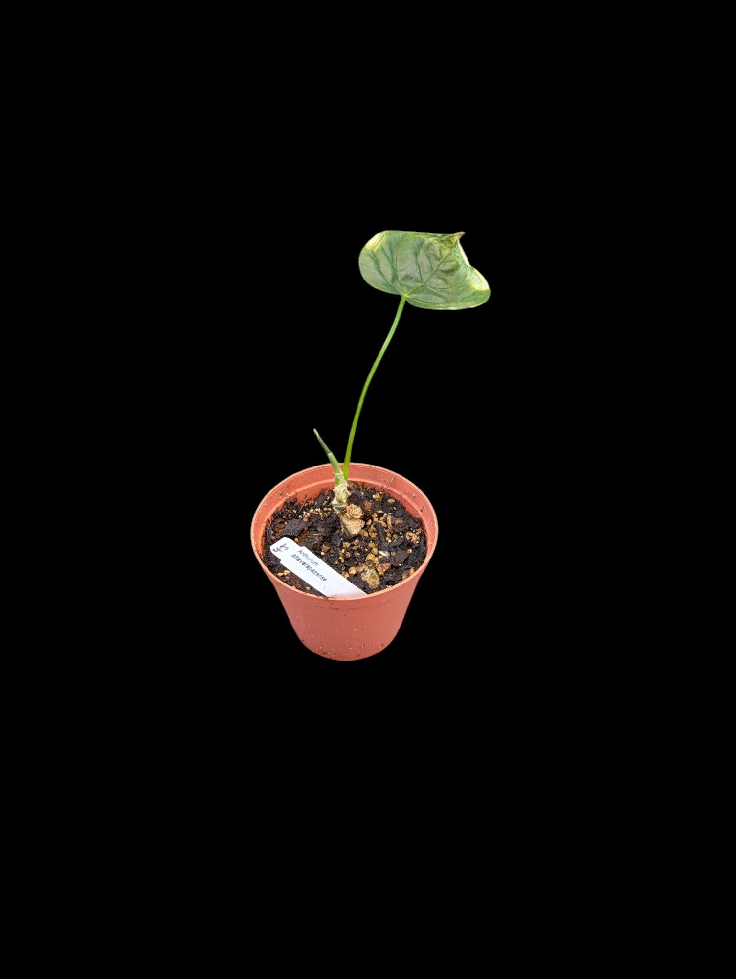 Anthurium altaverapazense