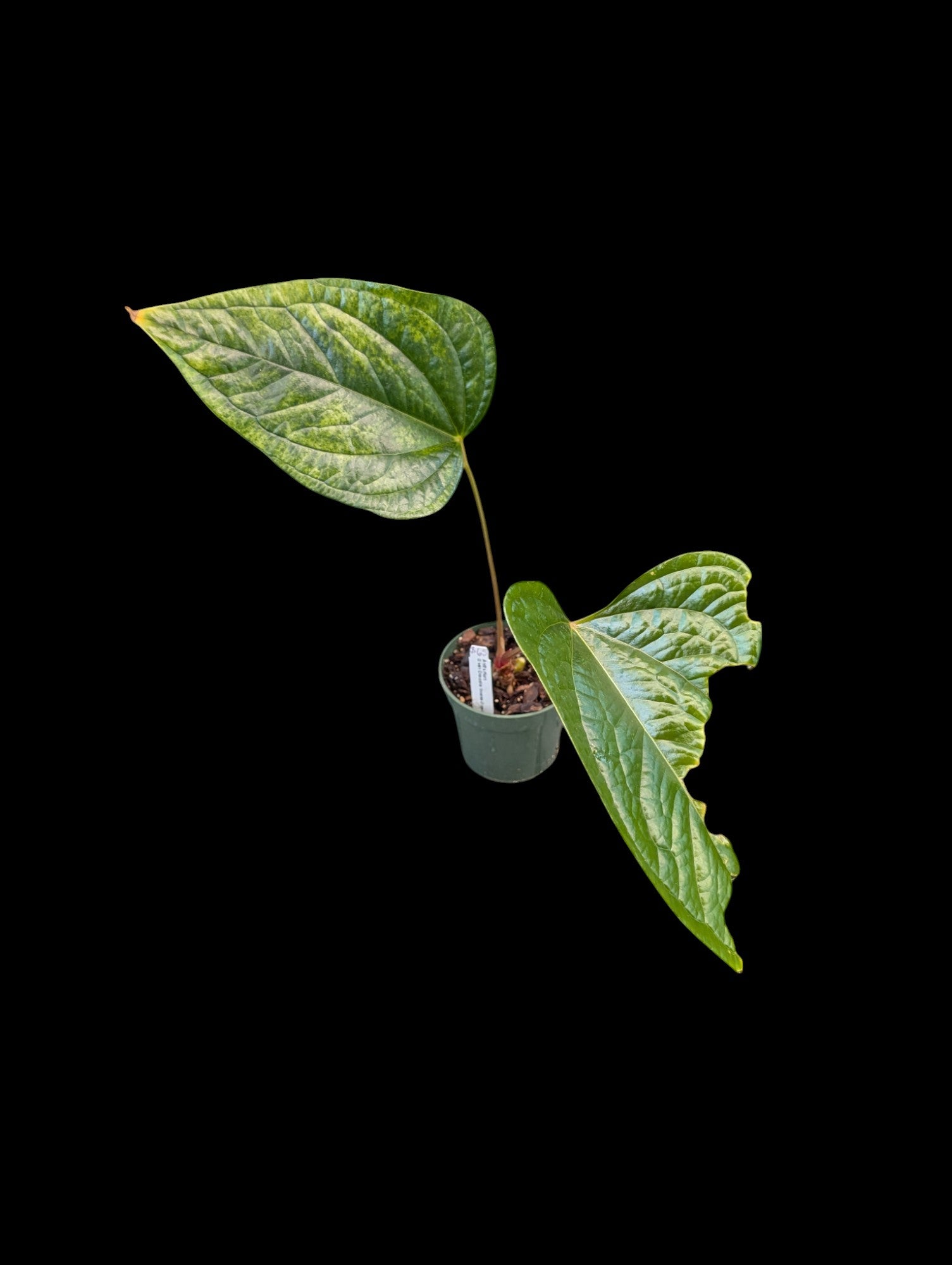 Anthurium crocodile vert 'Inverse Crossing'