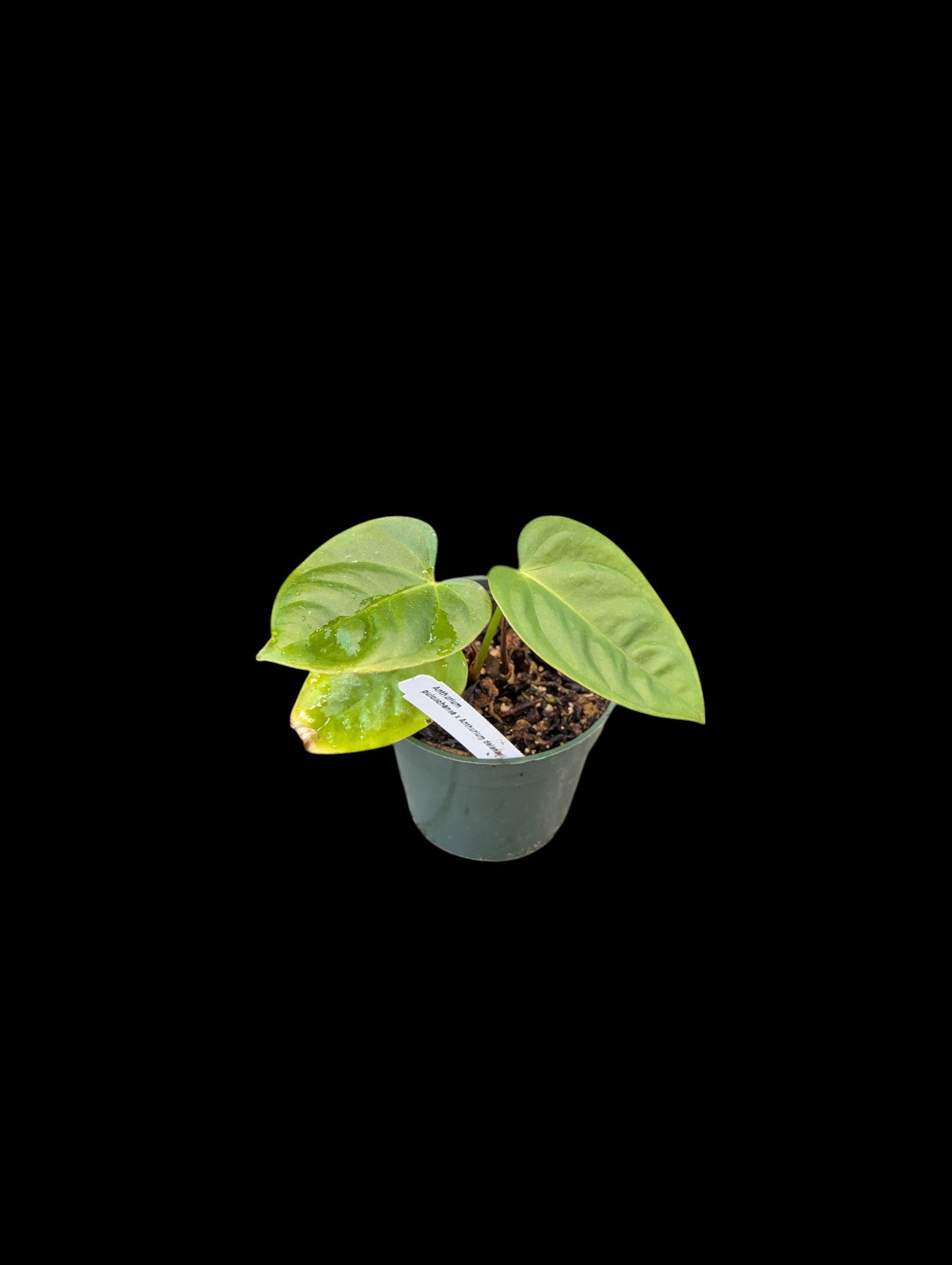 Anthurium pulcachense x delanayii