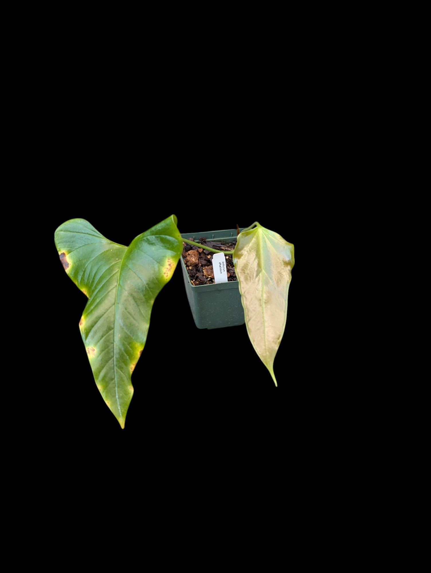 Anthurium effusilobum