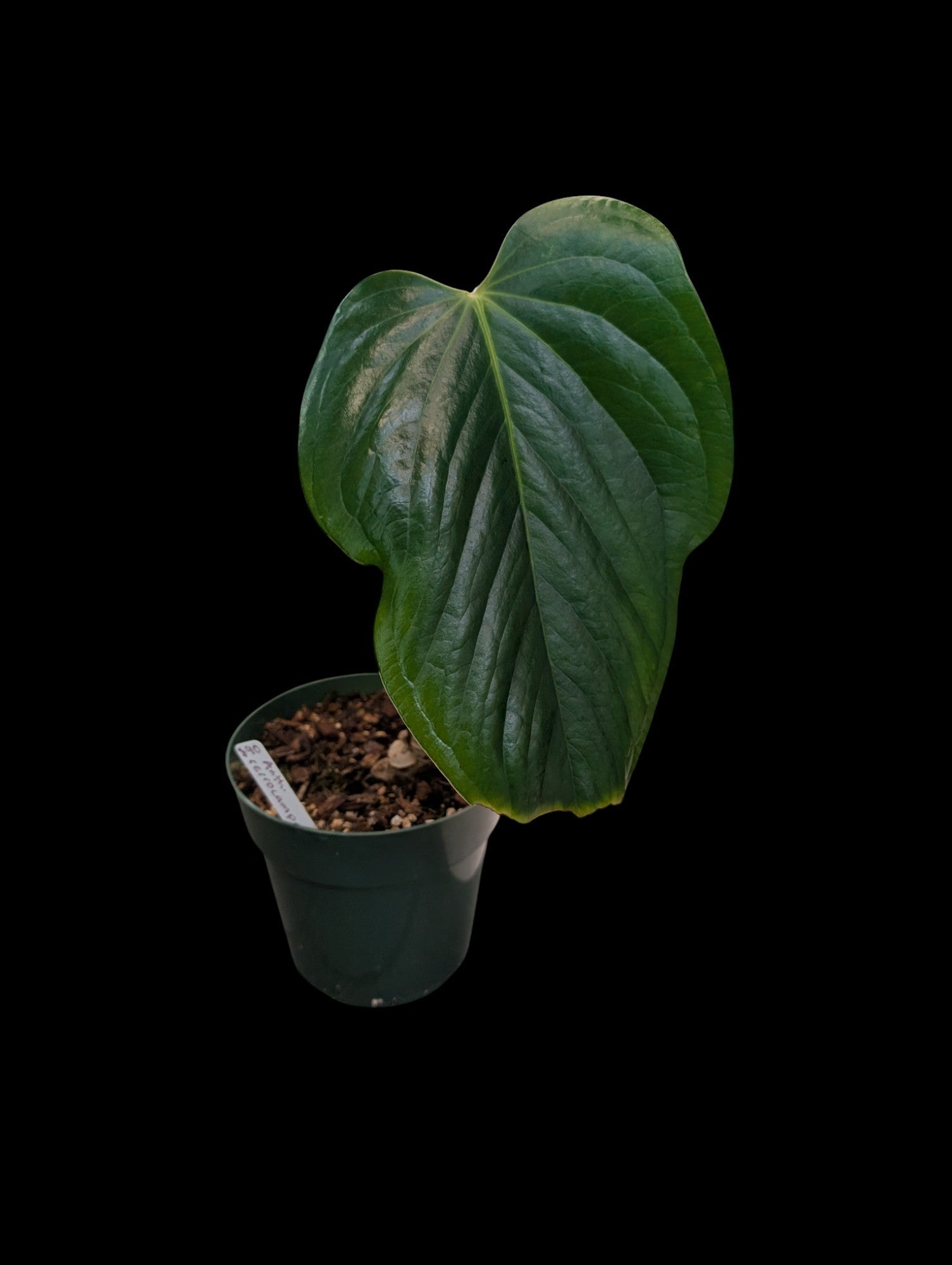 anthurium cerropirrense Anthurium cerrocampanense