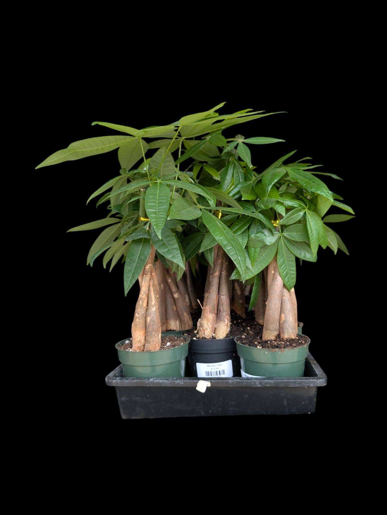 Money Tree