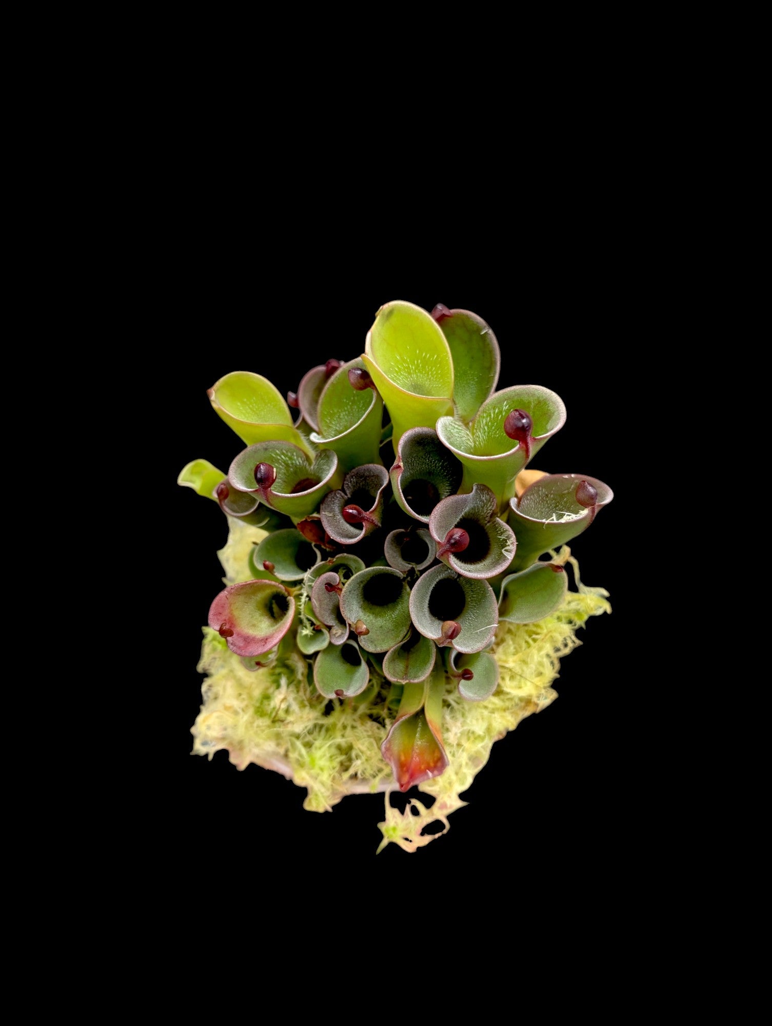 Heliamphora pulchella "Akopan Tepui"