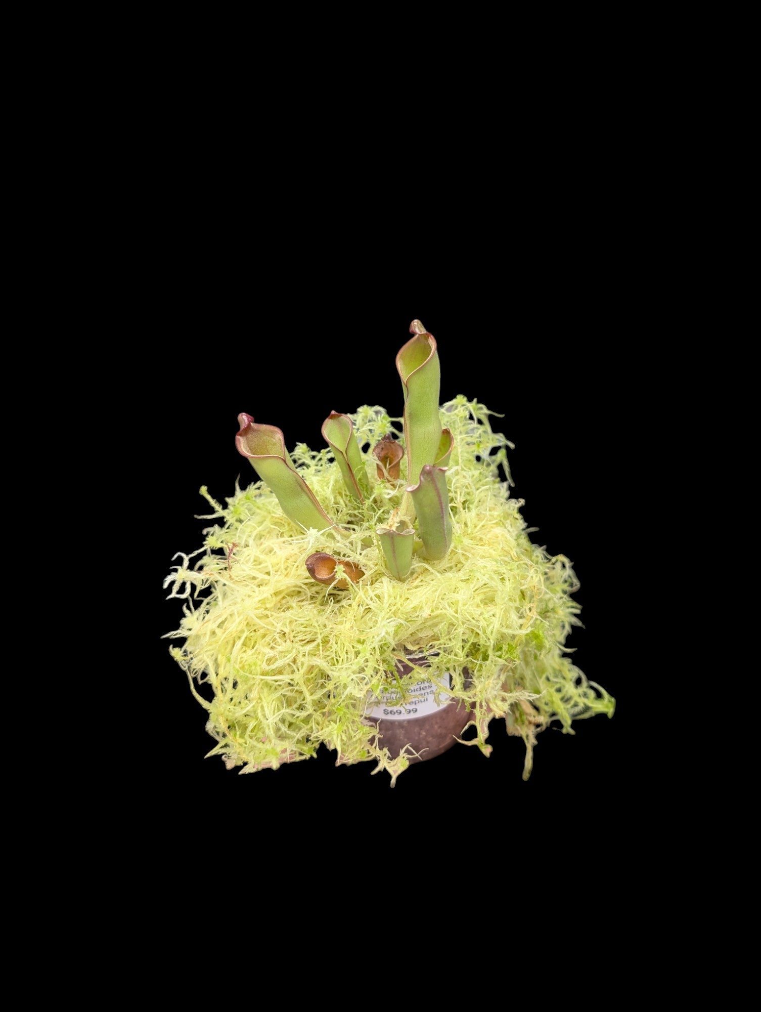 Heliamphora sarracenioides x purpurascens Ptari Tepui