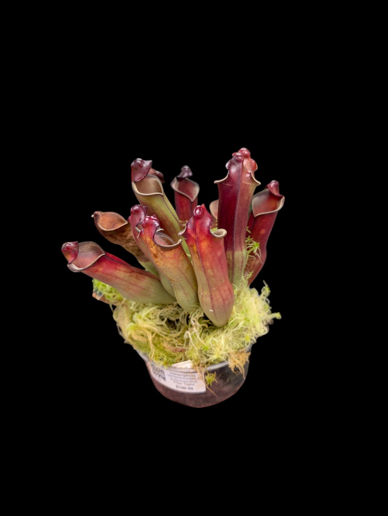 Heliamphora sarracenioides x purpurascens Ptari Tepui