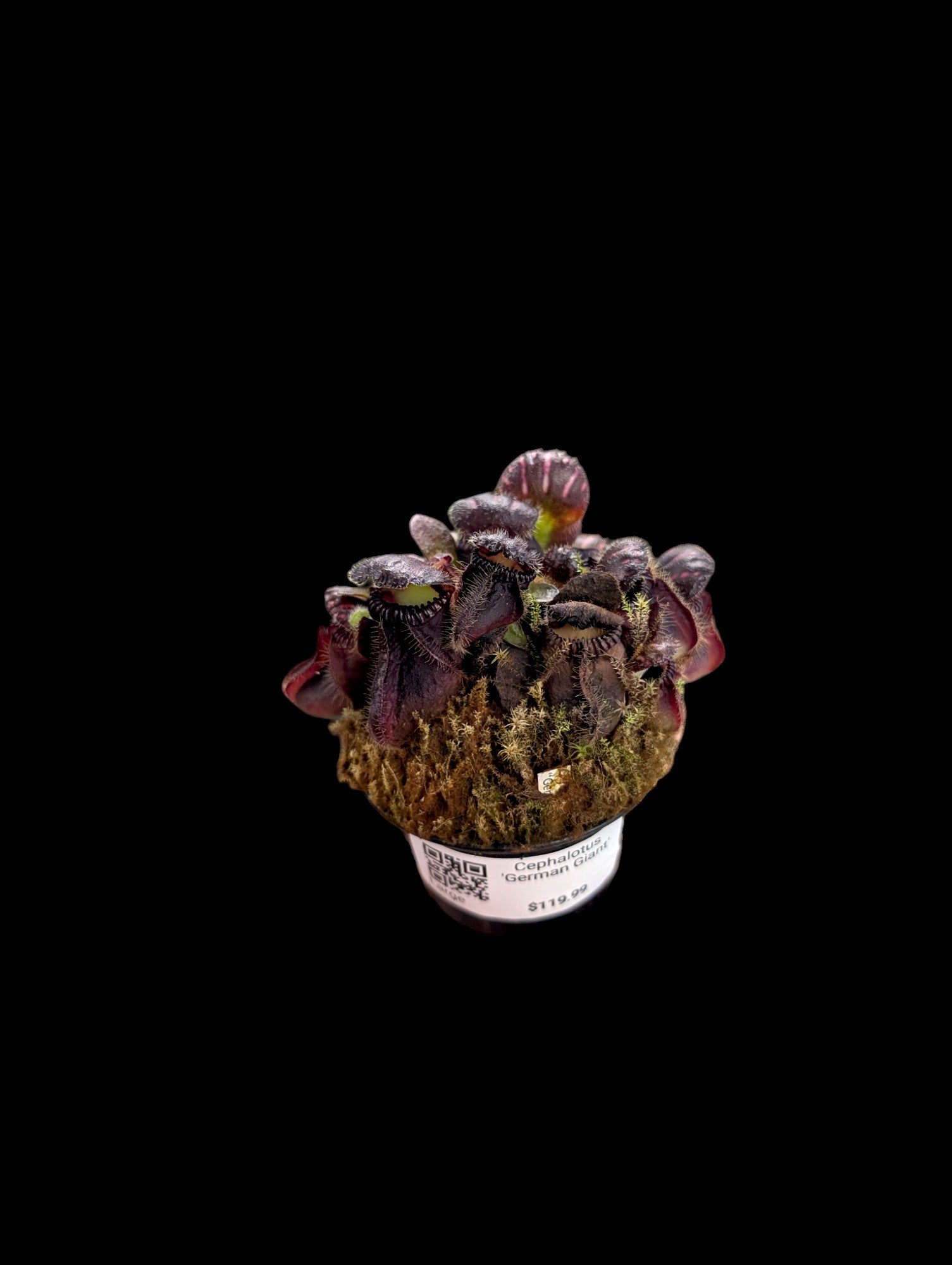 その他観葉植物 Cephalotus follicularis`GermanGiant' C.C その他観葉植物 Cephalotus follicularis`GermanGiant' C.C