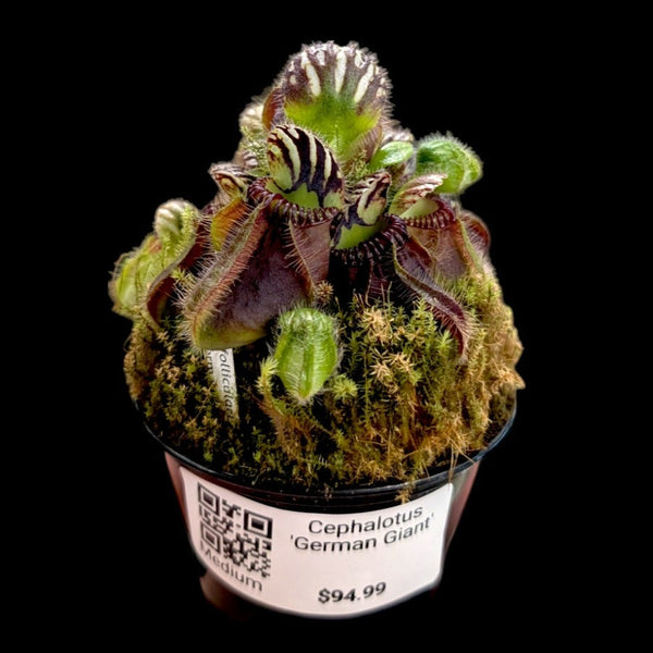 PXL_20250606_161813666-